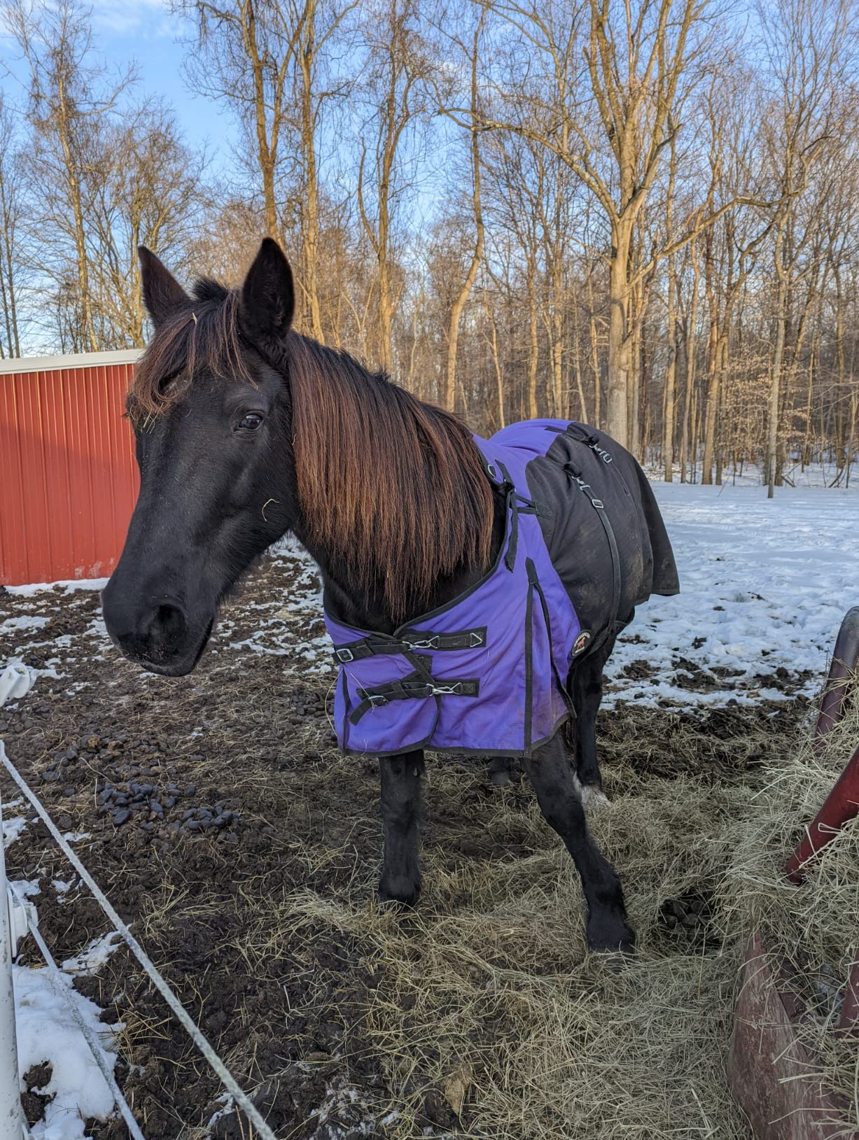 Challenger 1200D Horse Turnout Waterproof Heavy Weight Winter Blanket 5EE20PR customer photo 2