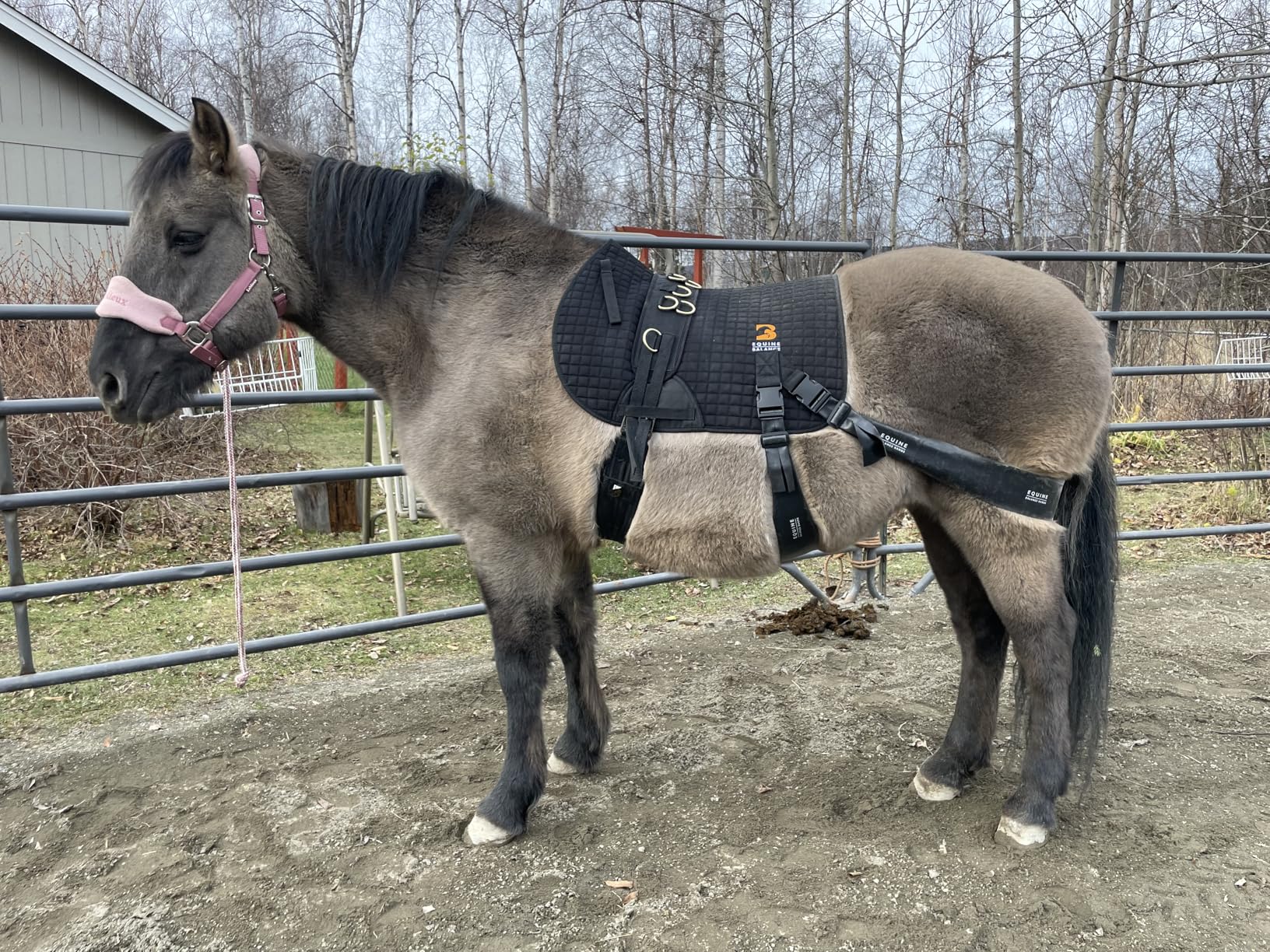 Equine Band System - Core Training Aid for Horses. Saddle Pad and Equibands System customer photo 1