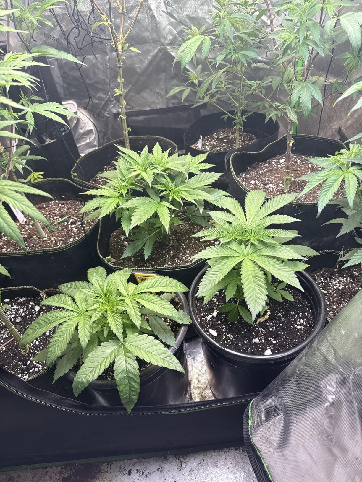 zazzy Grow Tent, 24