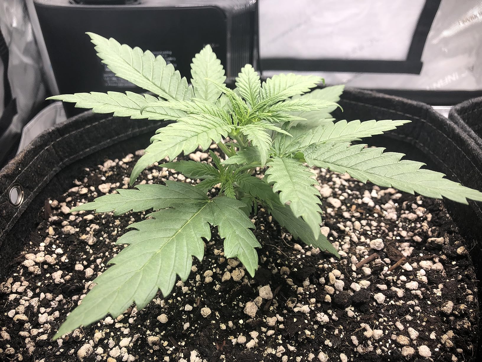 AC Infinity AI Grow System 3x3, 3-Plant Kit w/Self-Learning AI Controller, Dynamic Airflow & LM301H LED Lighting Control, 2000D Mylar Tent w/Lab Tested Reflectivity, Largest Zippered Window customer photo 1