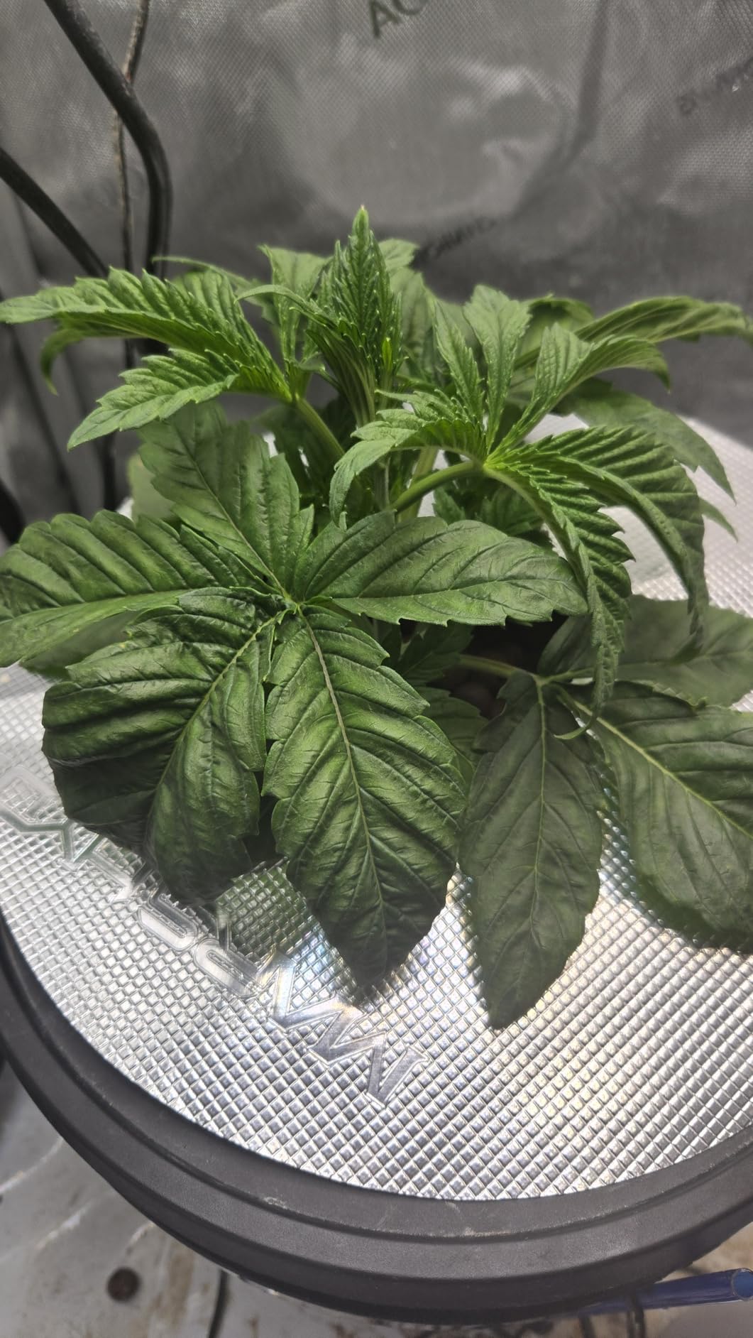 AC Infinity AI Grow System 2x2, 1-Plant Kit w/Self-Learning AI Controller, Dynamic Airflow & LM301H LED Lighting Control, 2000D Mylar Tent w/Lab Tested Reflectivity, Largest Zippered Window customer photo 2