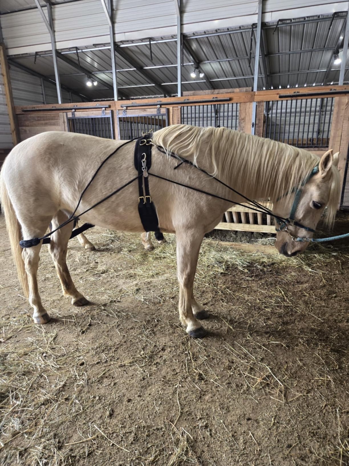 Leaders Training or Lungeing Aid for Horse customer photo 1