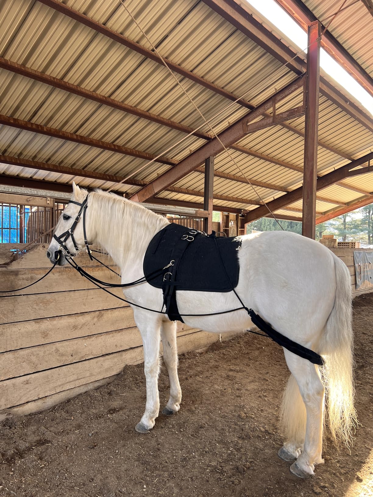 Leaders Training or Lungeing Aid for Horse customer photo 2