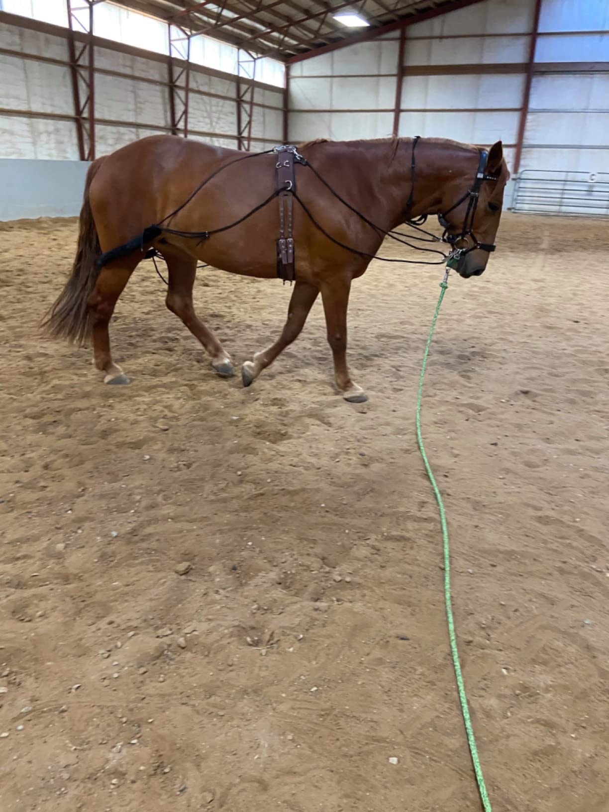 Leaders Training or Lungeing Aid for Horse customer photo 3