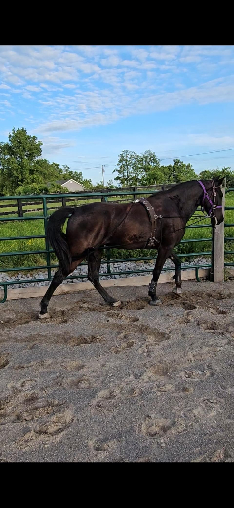 Leaders Training or Lungeing Aid for Horse customer photo 4