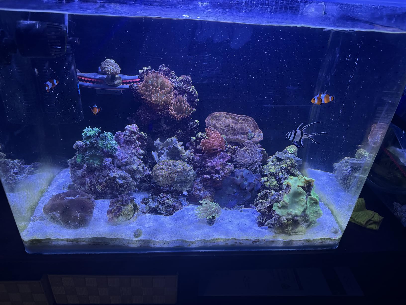 hygger Mini Wave Maker for 15-40 Gallon Aquarium with Magnetic Mount Quiet Powerhead for Saltwater and Freshwater Fish Tank 530 GPH customer photo 1