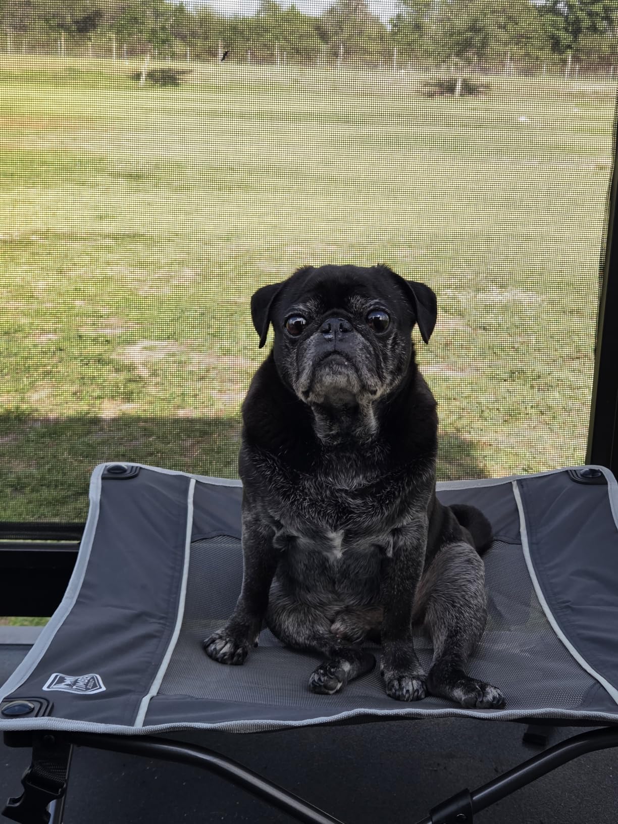TIMBER RIDGE Outdoor Dog Bed, Cooling Elevated Pet Bed Portable Raised Dog Bed with Breathable Mesh, Dog Bed Foldable Dog Cot for Indoor & Outside, Grey customer photo 2