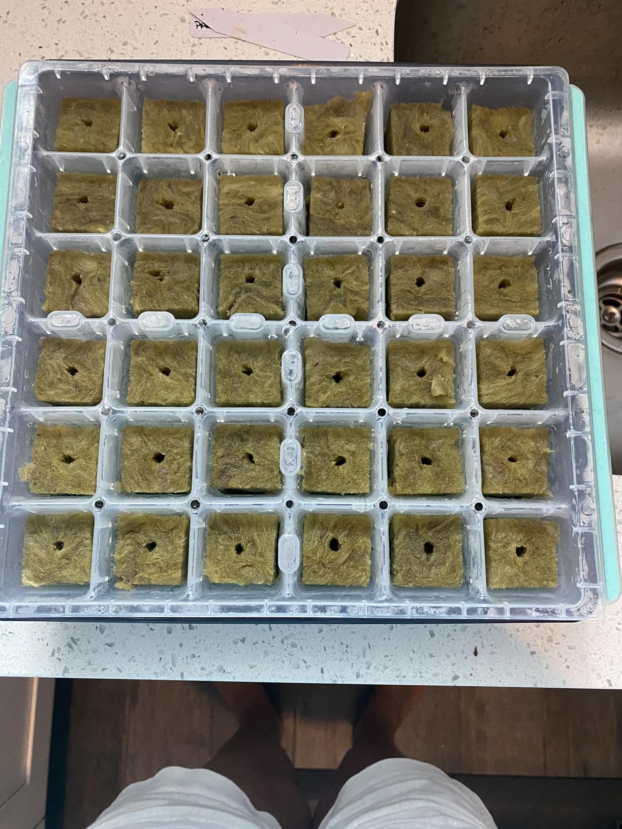 Legigo 1 Inch Rockwool Cubes Seed Starter Plugs for Hydroponics, RockWool Planting Grow Cubes for Hydroponic Tower Garden Soilless Cultivation Plants Germination Cutting Clone (2 Sheet, 100 Plugs) customer photo 2