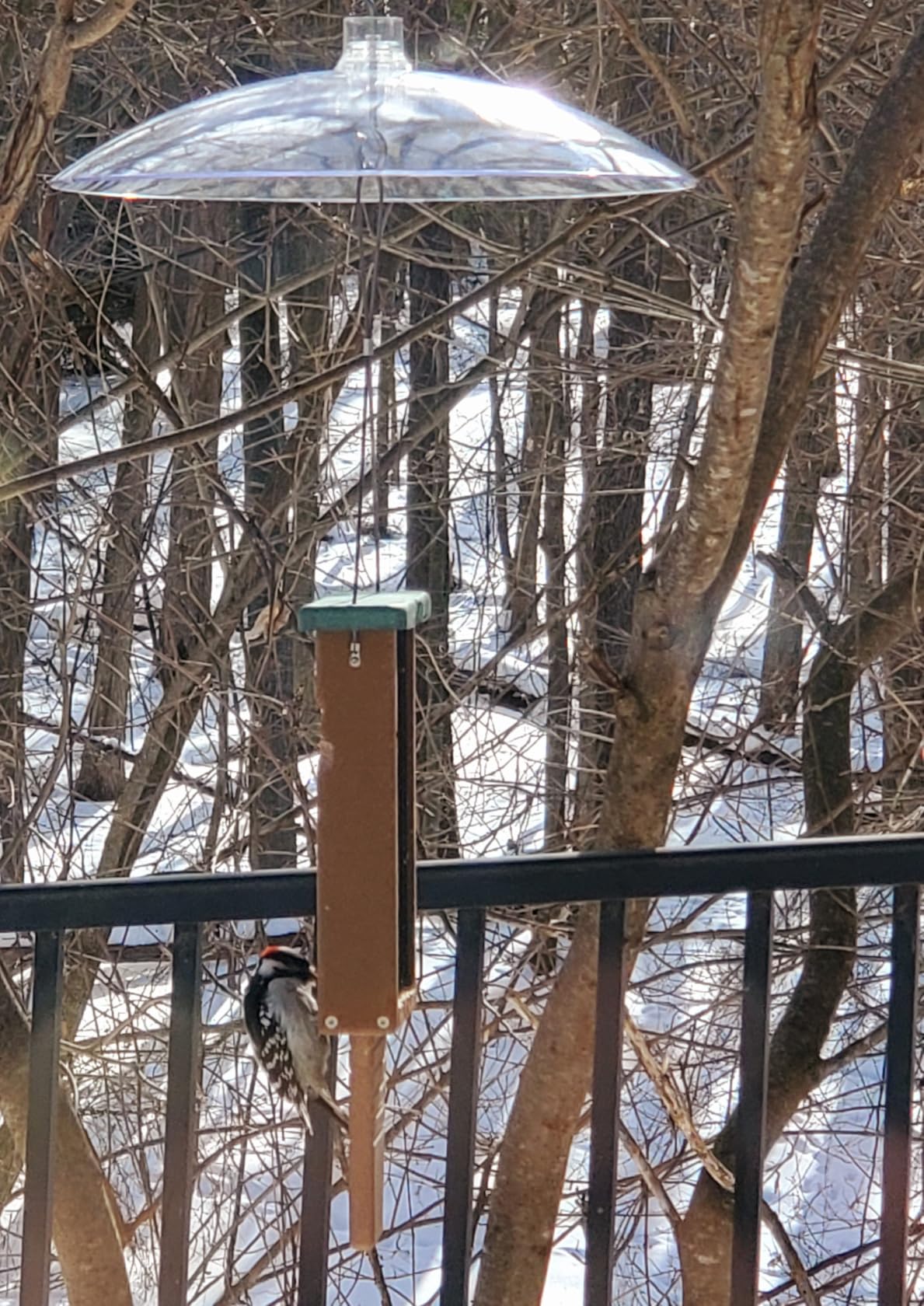 Kingsyard Recycled Plastic Suet Bird Feeder, Double Capacity Tail-Prop Suet Feeder for Outside Hanging, Sturdy & Durable, Green customer photo 1