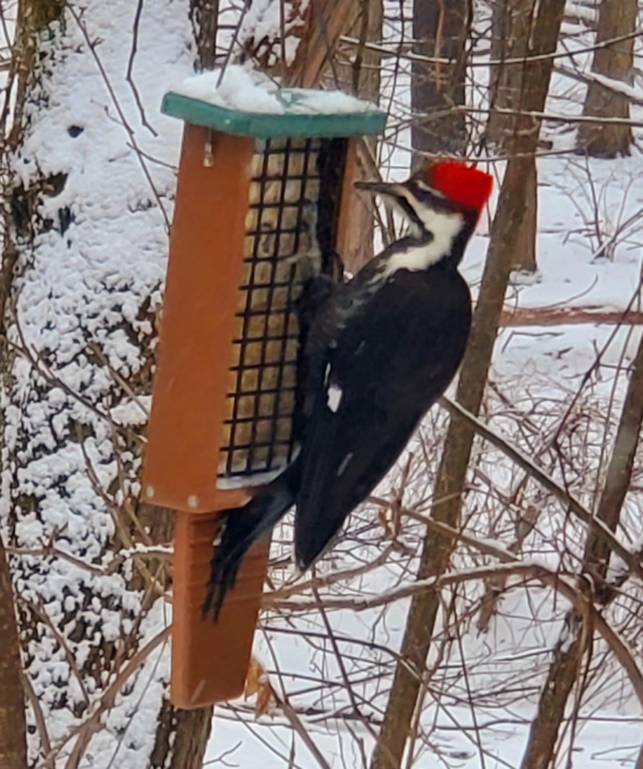 Kingsyard Recycled Plastic Suet Bird Feeder, Double Capacity Tail-Prop Suet Feeder for Outside Hanging, Sturdy & Durable, Green customer photo 2