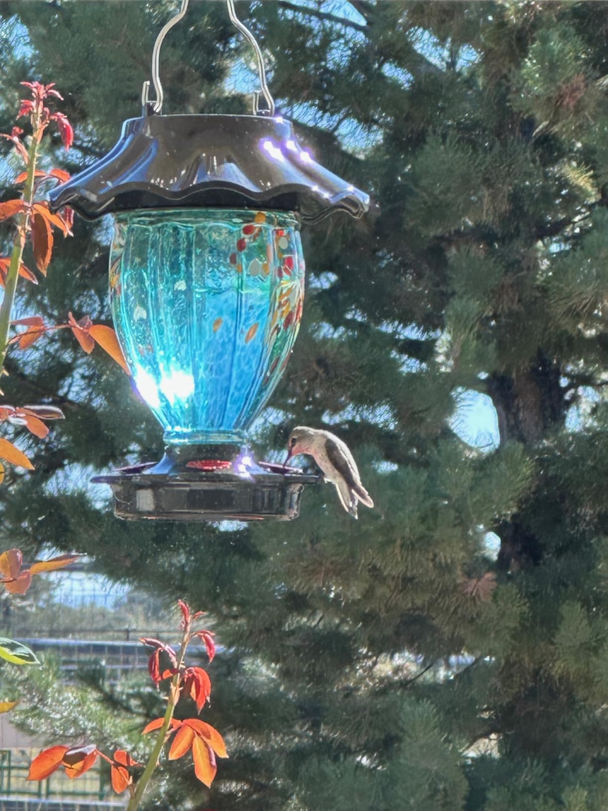 LUJII Solar Powered Color Changing Hummingbird Feeder for Outdoors Hanging, Hand Blown Glass Reservoir, 32 fl.oz, Never Leak, Illuminated Lantern for Garden Decor, for Bird Lover (Teal) customer photo 2