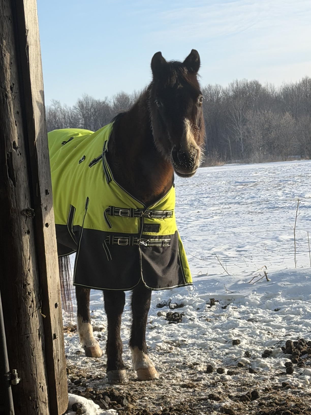 HILASON 1200D Waterproof Winter Horse Blanket Neck Cover Belly Wrap | Turnout Blankets for Horses customer photo 2