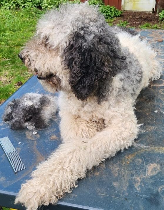 oneisall Dog Clippers for Grooming Doodles Poodles Thick Curly Hair,Low Noise Heavy Duty Dog Grooming Kit with Detachable Metal Blades customer photo 1