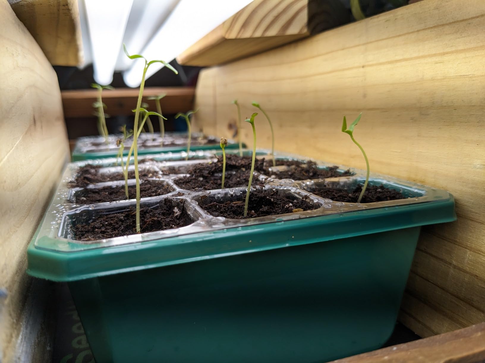 VIVOSUN 6-Pack Seed Starter Trays with 10