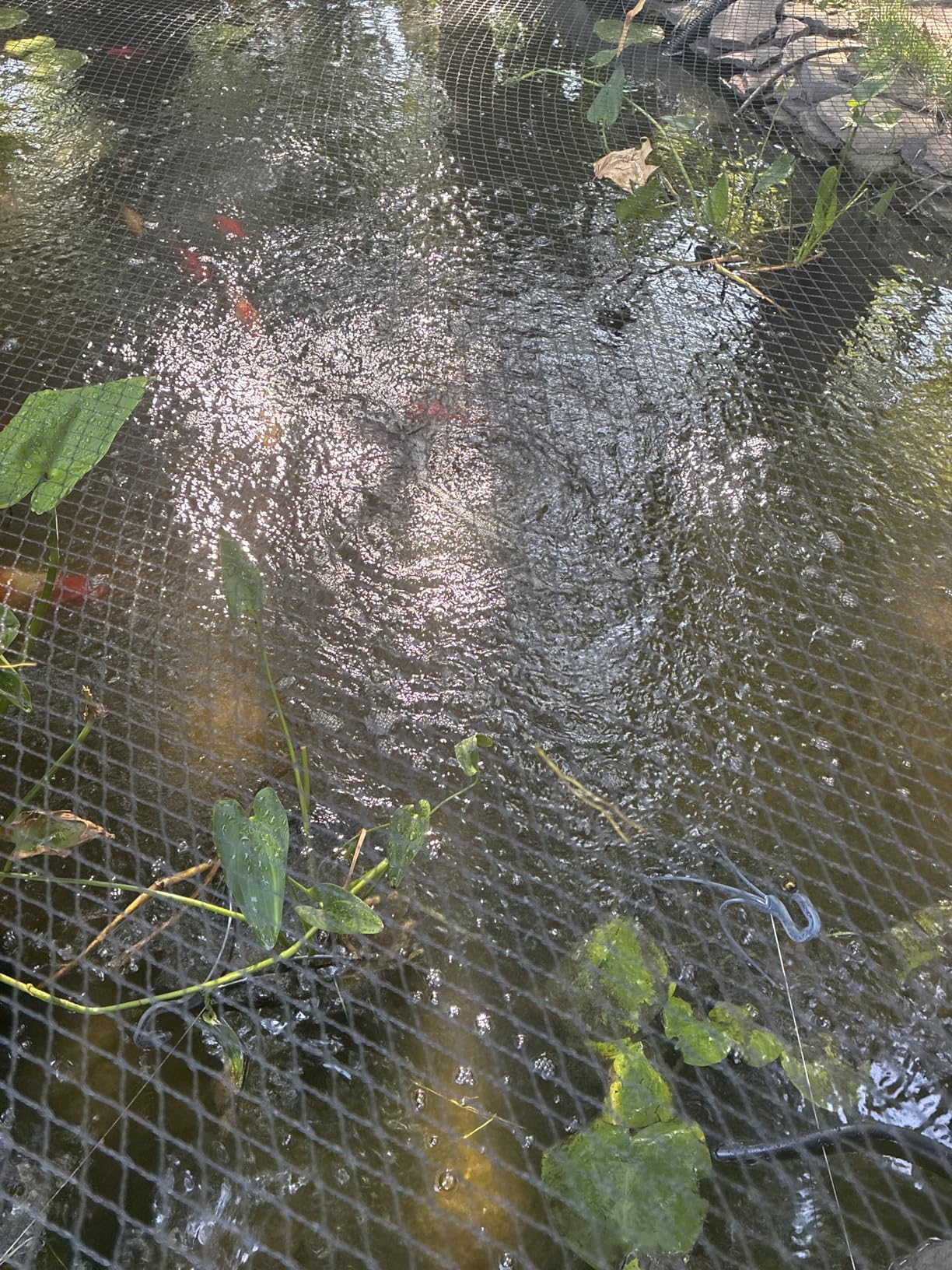 AquaMiracle All-in-One Koi Pond Aerator with Self-Sinking Airline Flow Control Rubber Air Diffuser customer photo 1