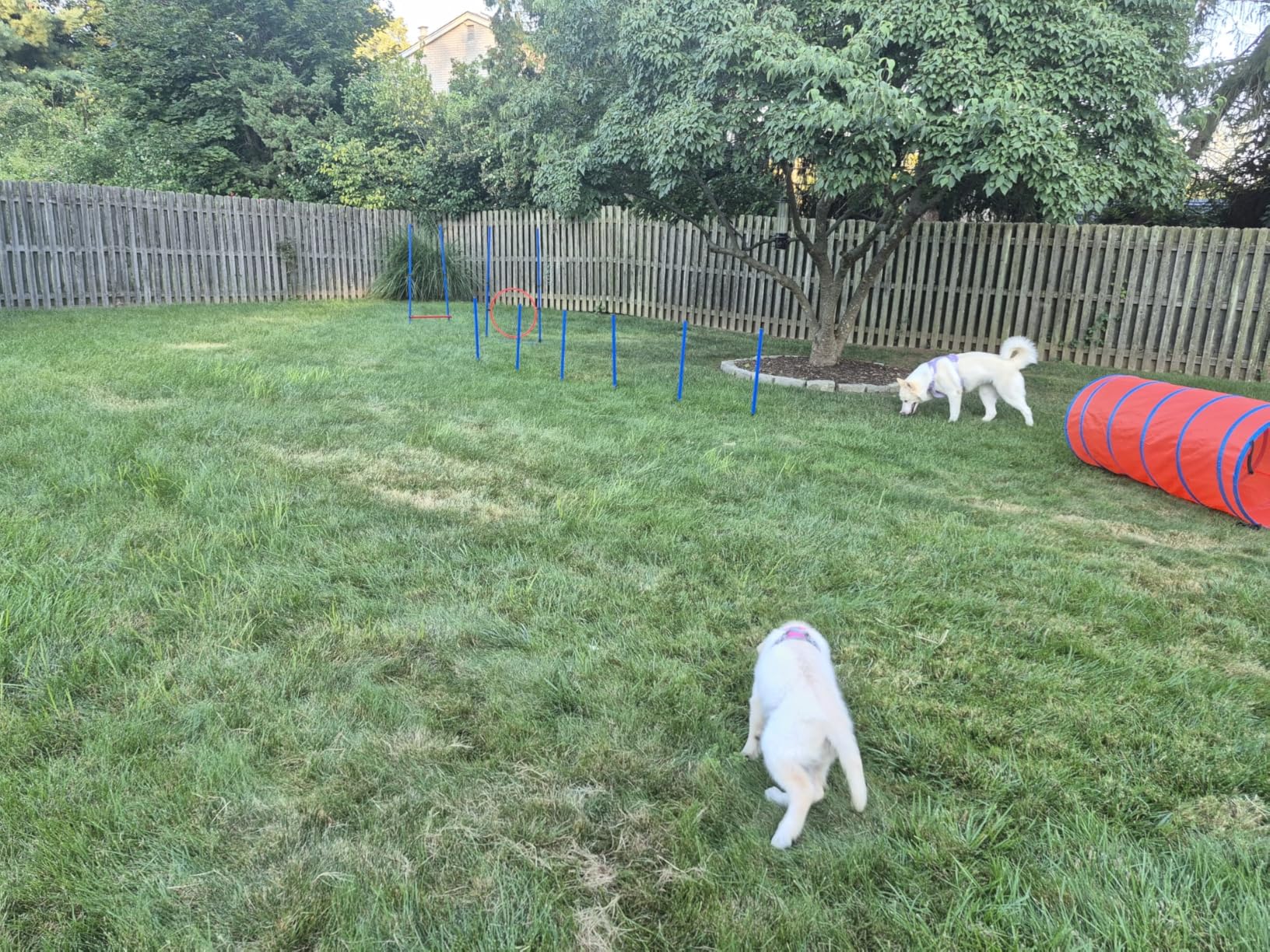 Dog Agility Equipment, Dog Agility Course Backyard Set Obstacle Course Backyard Includes Adjustable High Hurdle,6 Weave Poles,Extended Tunnel,Jump Ring,Square Pause Box,2 Balls,Whistle,2 Carrying Bags customer photo 1