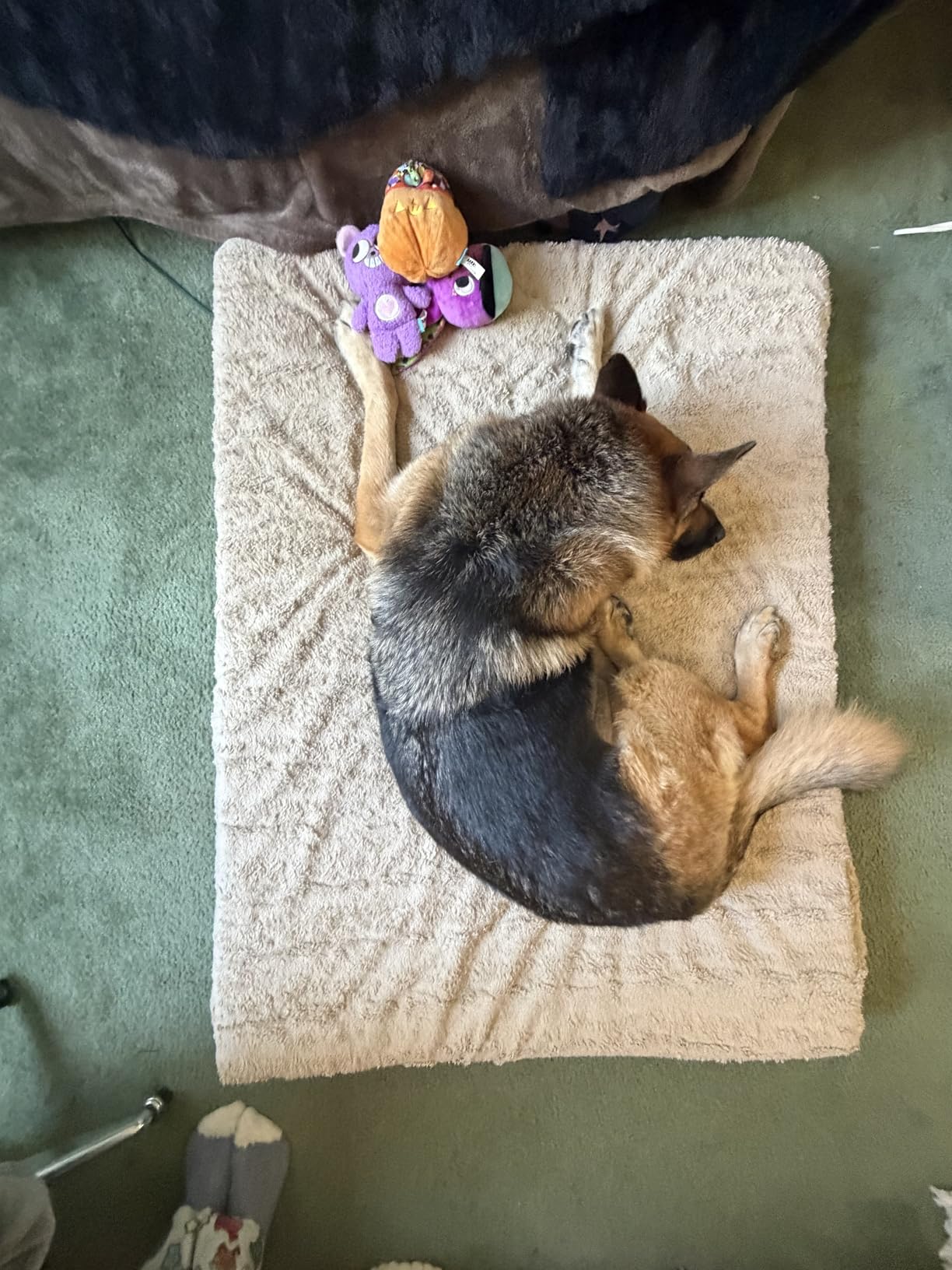 WNPETHOME Orthopedic Waterproof Extra Large Dogs Bed with Removable Washable Cover, Multi-Needle Quilting XL Crate Bed for Large Sized Dog, Light Grey customer photo 1