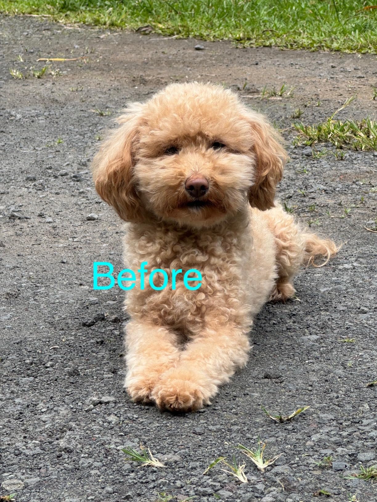 Dog Clippers for Grooming for Heavy Thick Hair&Coats,Low Noise Hair Trimmer,Rechargeable Cordless Pet Shaver, Dog Grooming Kit with Paw Trimmer Nail Grinder for Small Large Dogs customer photo 1