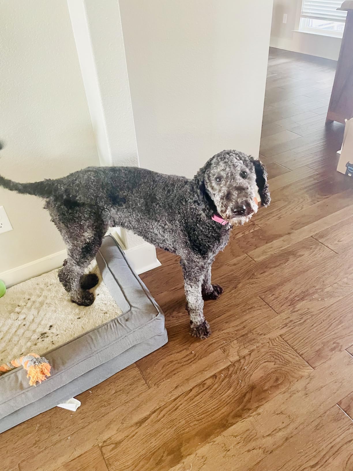 Wahl Power Pro Lithium Ion Rechargeable Cordless Dog Grooming Kit - Heavy Duty Cordless Electric Dog Clippers for Grooming The Thickest Coats - Model 3024675 customer photo 1