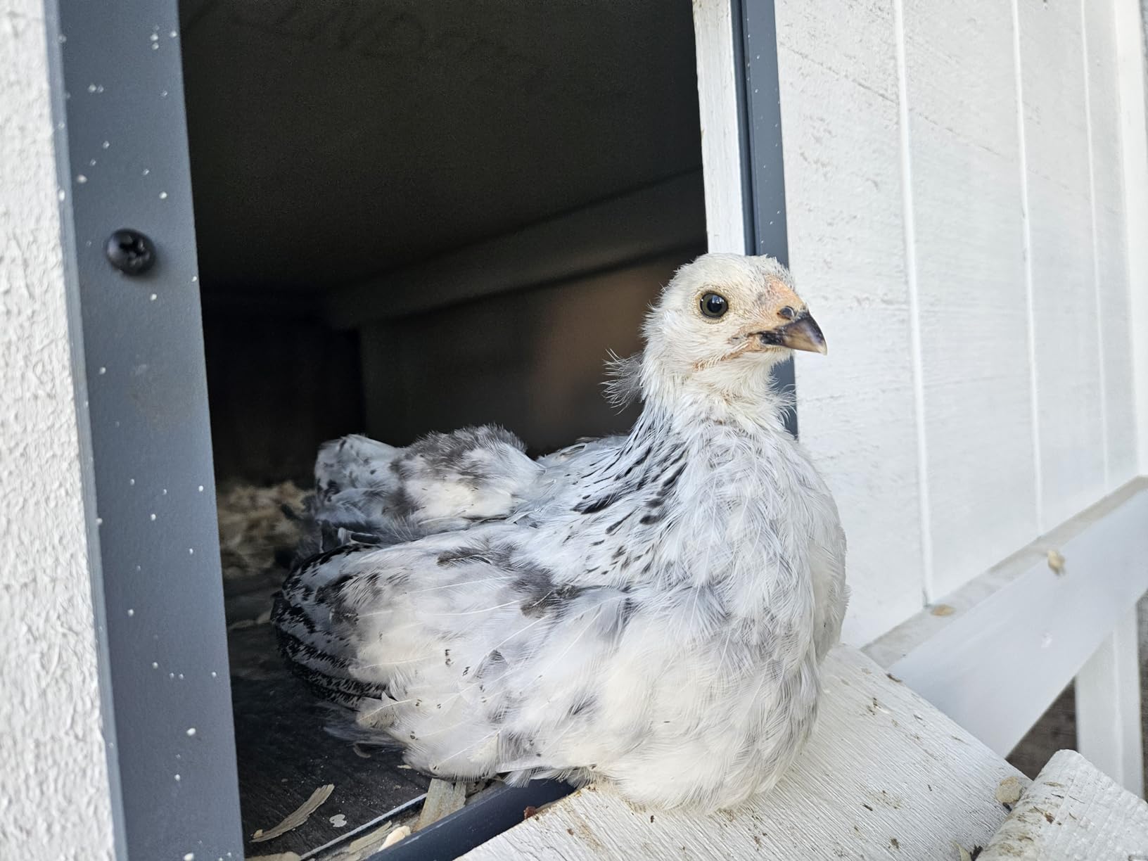 RUN-CHICKEN Door Eternal - Solar Automatic Chicken Coop Door customer photo 1