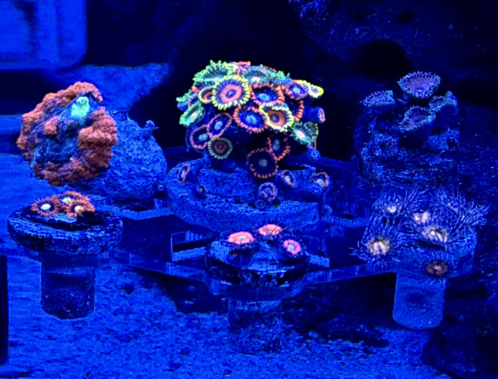 Aquarium Choice Coral Plug Holder - Magnetic Coral Frag Rack (7 Frag Plugs) customer photo 2