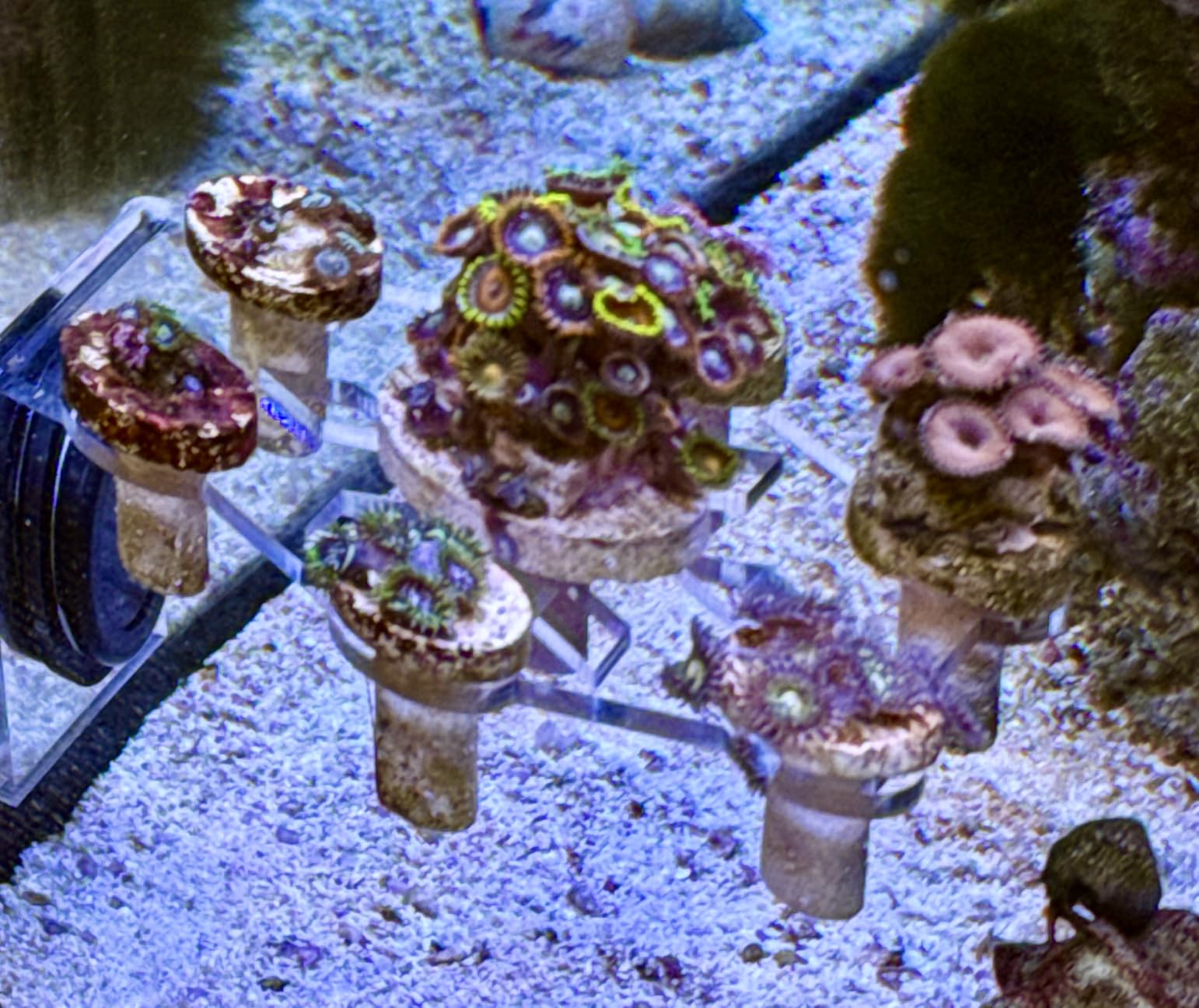 Aquarium Choice Coral Plug Holder Coral frag Rack Magnetic Holder Reef Magnets Holder for frag Racks (Coral Holder with 11 frag Plug) customer photo 1