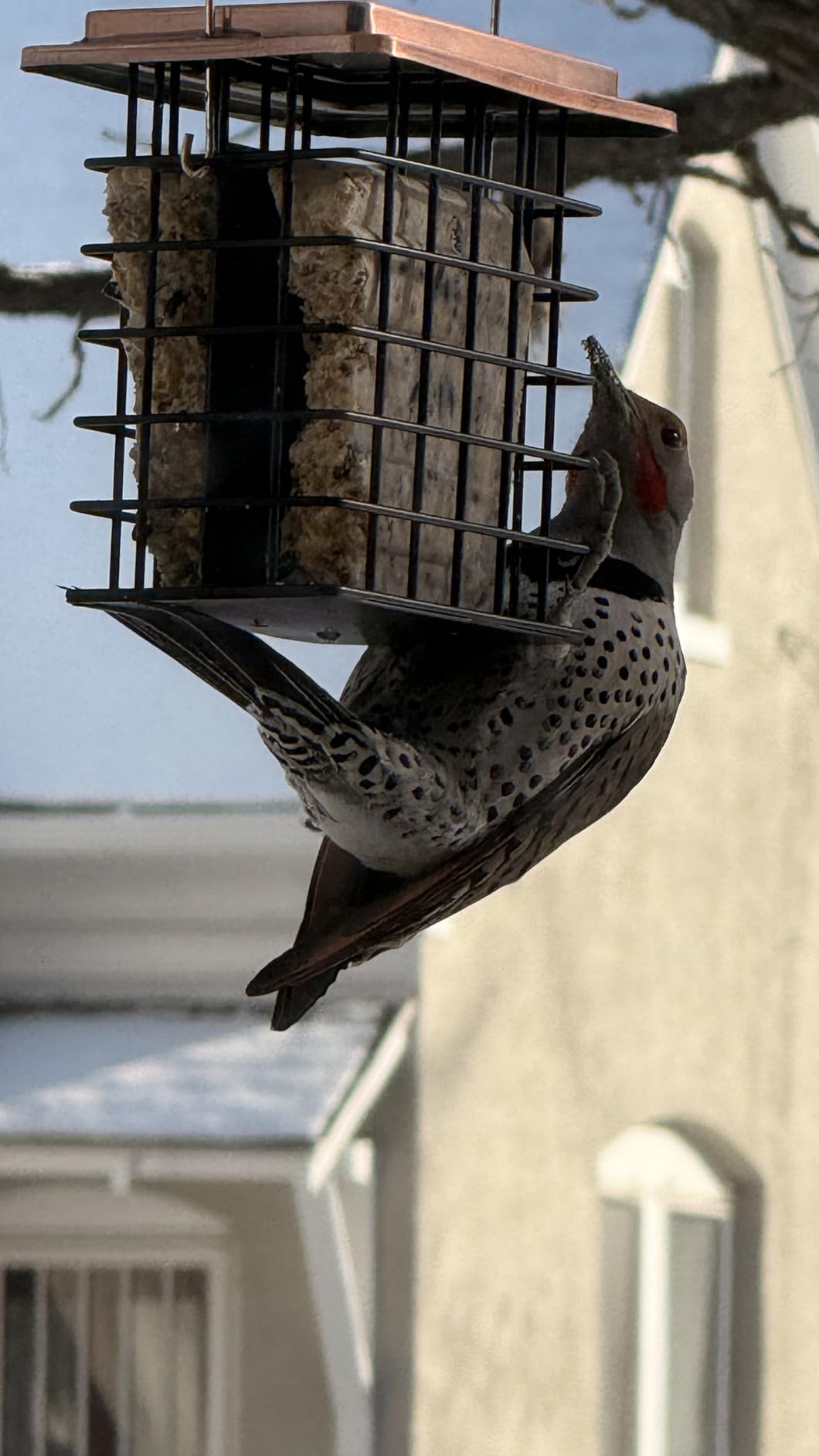 iBorn Double Suet Feeder for Outside Hanging, Weatherproof Suet Feeders, Suet Holder with Taller Grid for Woodpecker, Suet Cage Bird Feeders for Outdoors, Easy to Clean & Refill, All Metal, Black customer photo 2