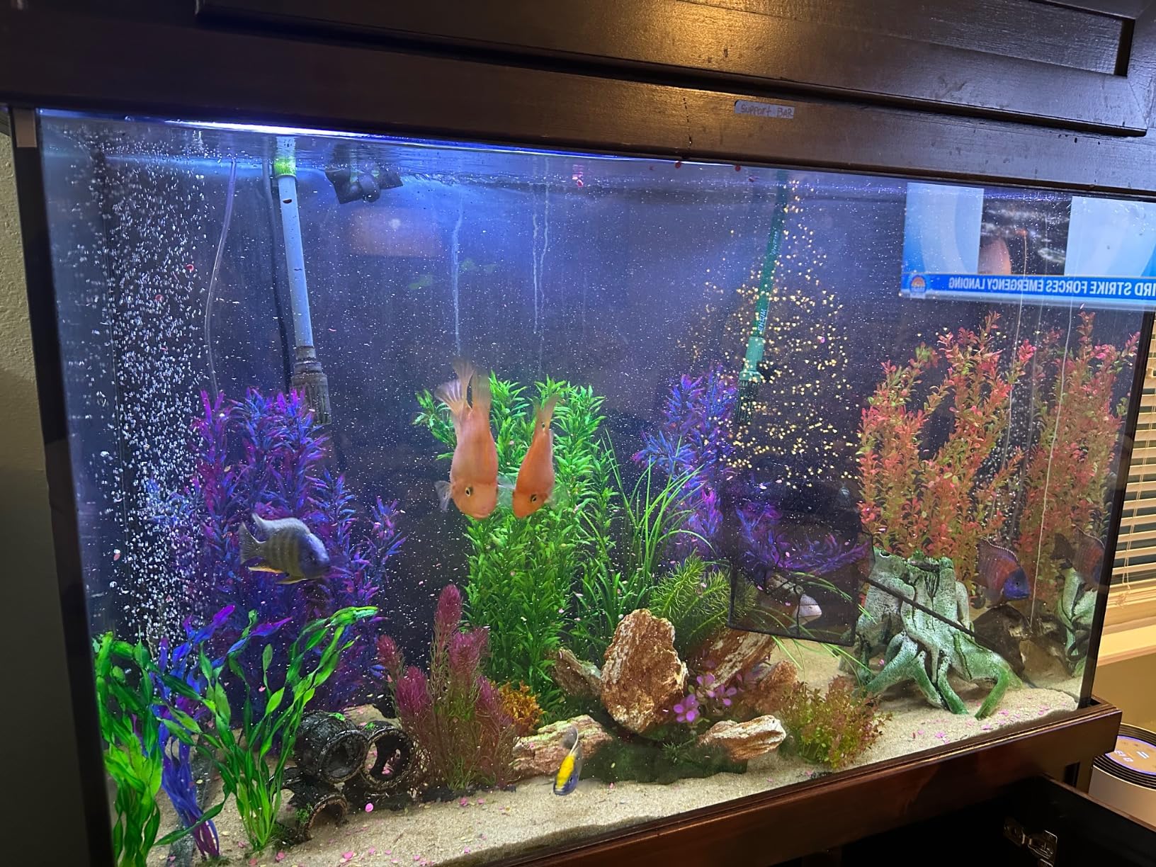 FISHNOSH Automatic Fish Feeder for Aquarium - New Generation 2026, Auto Food Dispenser with Timer for Small Tank, Big Aquariums & Pond, Model-ML customer photo 2