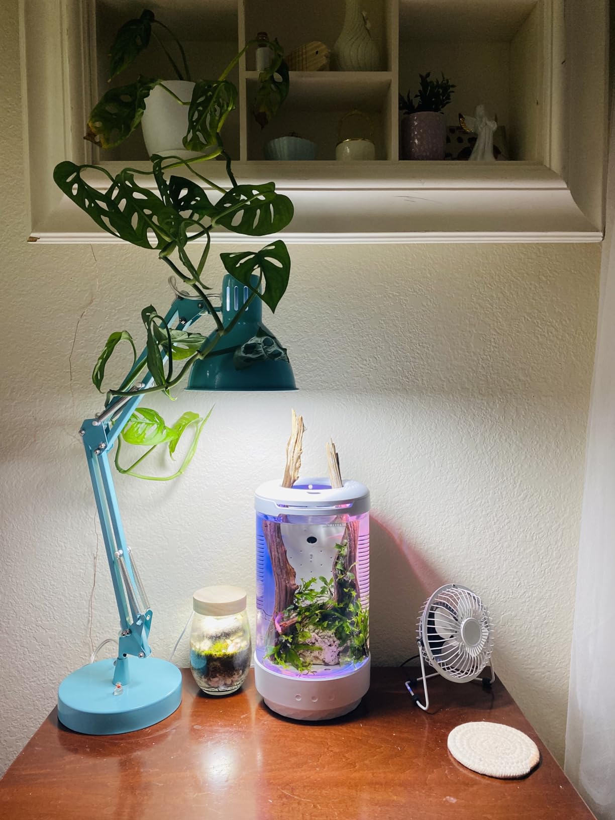 FZONE 1.2Gal Small Fish Tank with Plant Pot, All-in-one Desktop Aquarium Kit with Adjustable 4 Color Light Modes, 20dB Filtration Pump, Detachable Backdrop customer photo 1