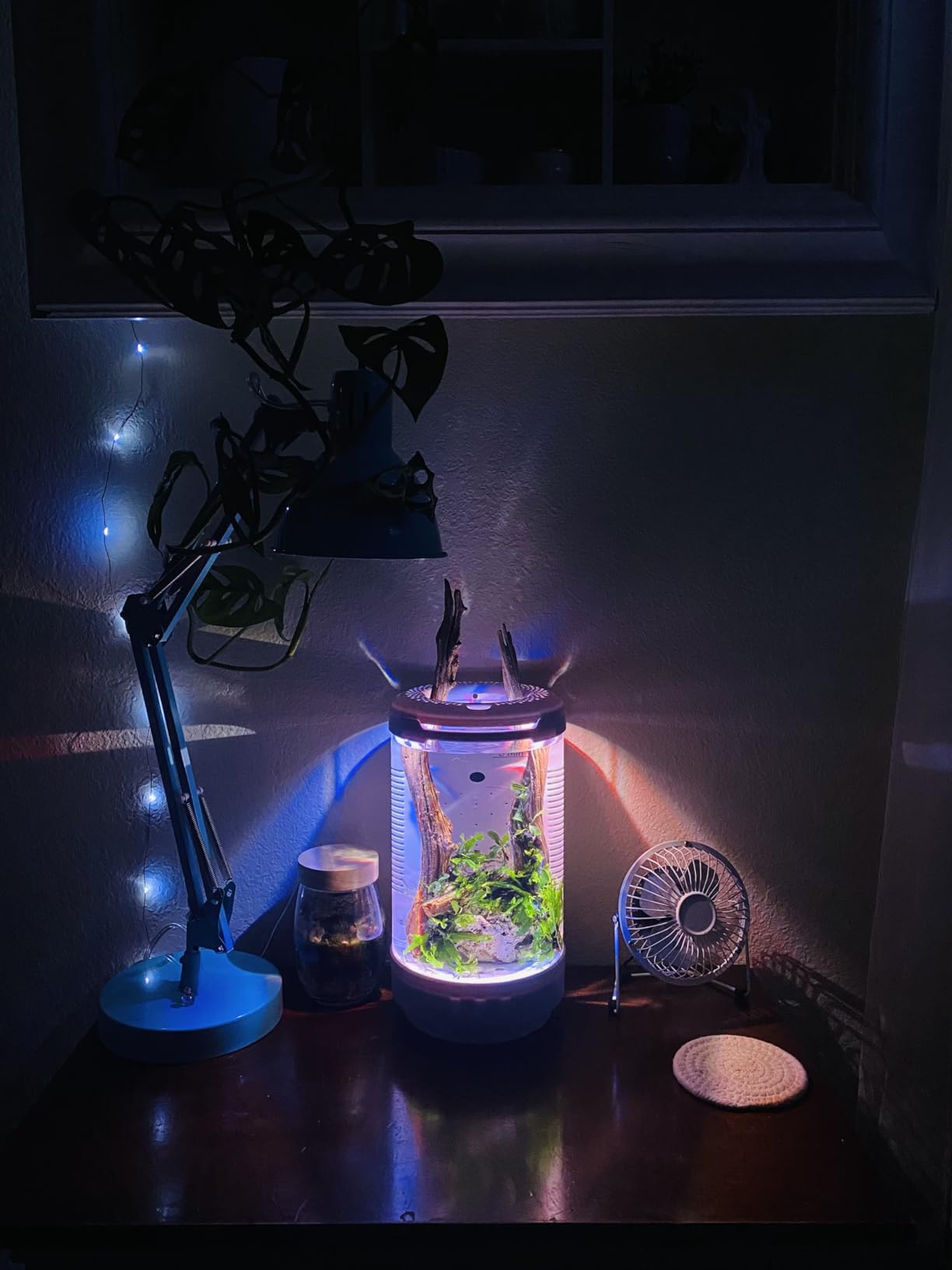 FZONE 1.2Gal Small Fish Tank with Plant Pot, All-in-one Desktop Aquarium Kit with Adjustable 4 Color Light Modes, 20dB Filtration Pump, Detachable Backdrop customer photo 2