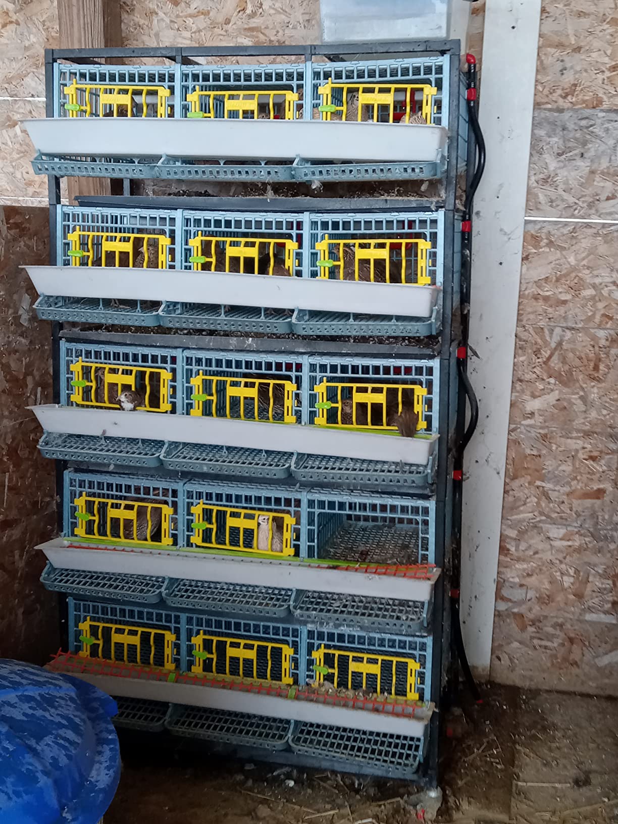Hatching Time Quail Breeding Cage Indoor Double Layer Stackable Coop for Birds - Rust-Free Easy Clean Egg Roll-Out Tray, 3 Sections per Layer, Removable Middle Walls, Long Waste Trays by Cimuka, Blue customer photo 2
