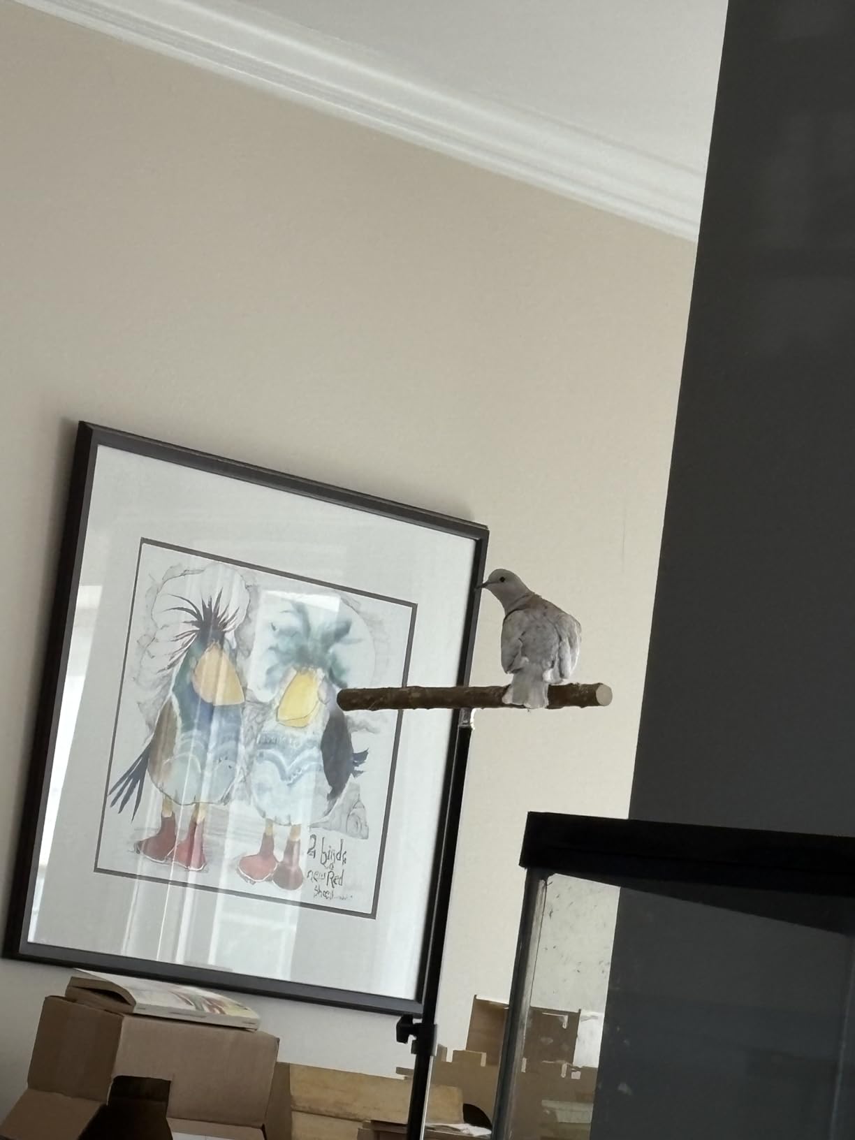 kathson 28-60inches Height Adjustable Bird Perch, Pepperwood Parrot Perch Stand customer photo 1