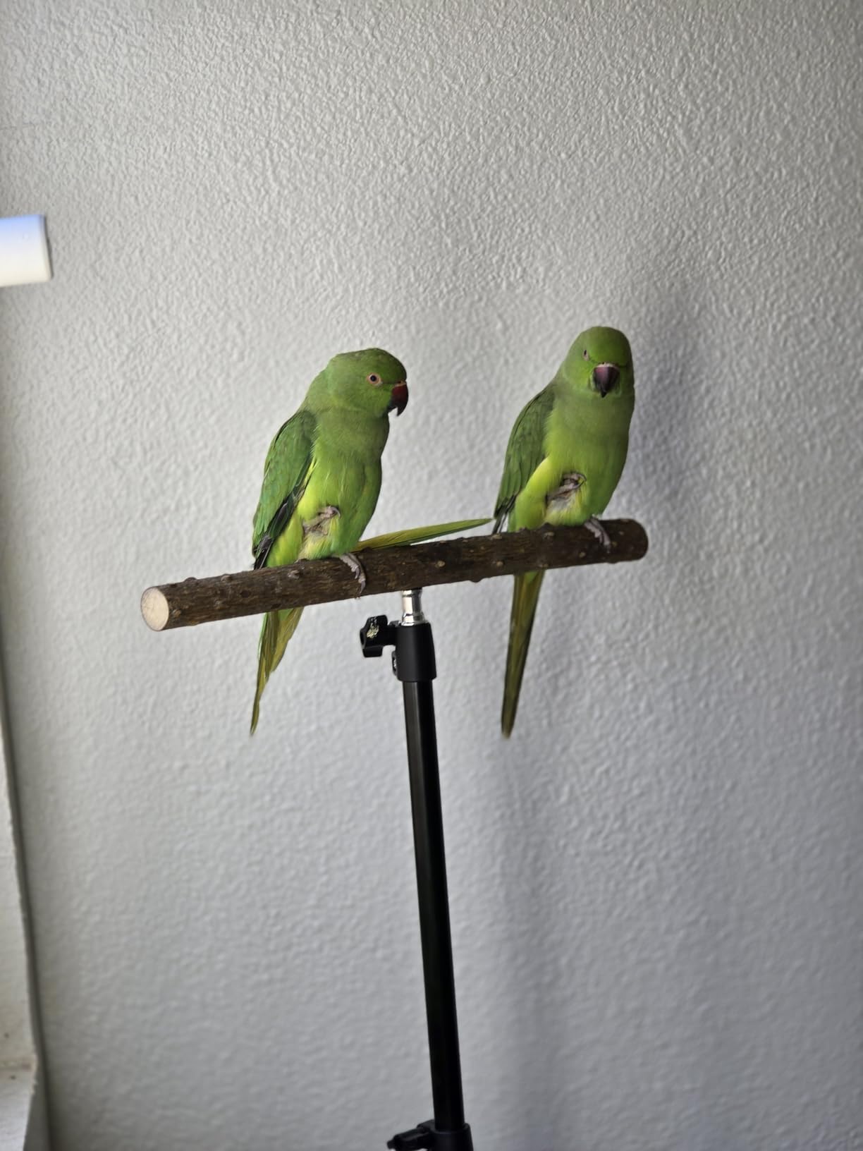 kathson 28-60inches Height Adjustable Bird Perch, Pepperwood Parrot Perch Stand customer photo 2