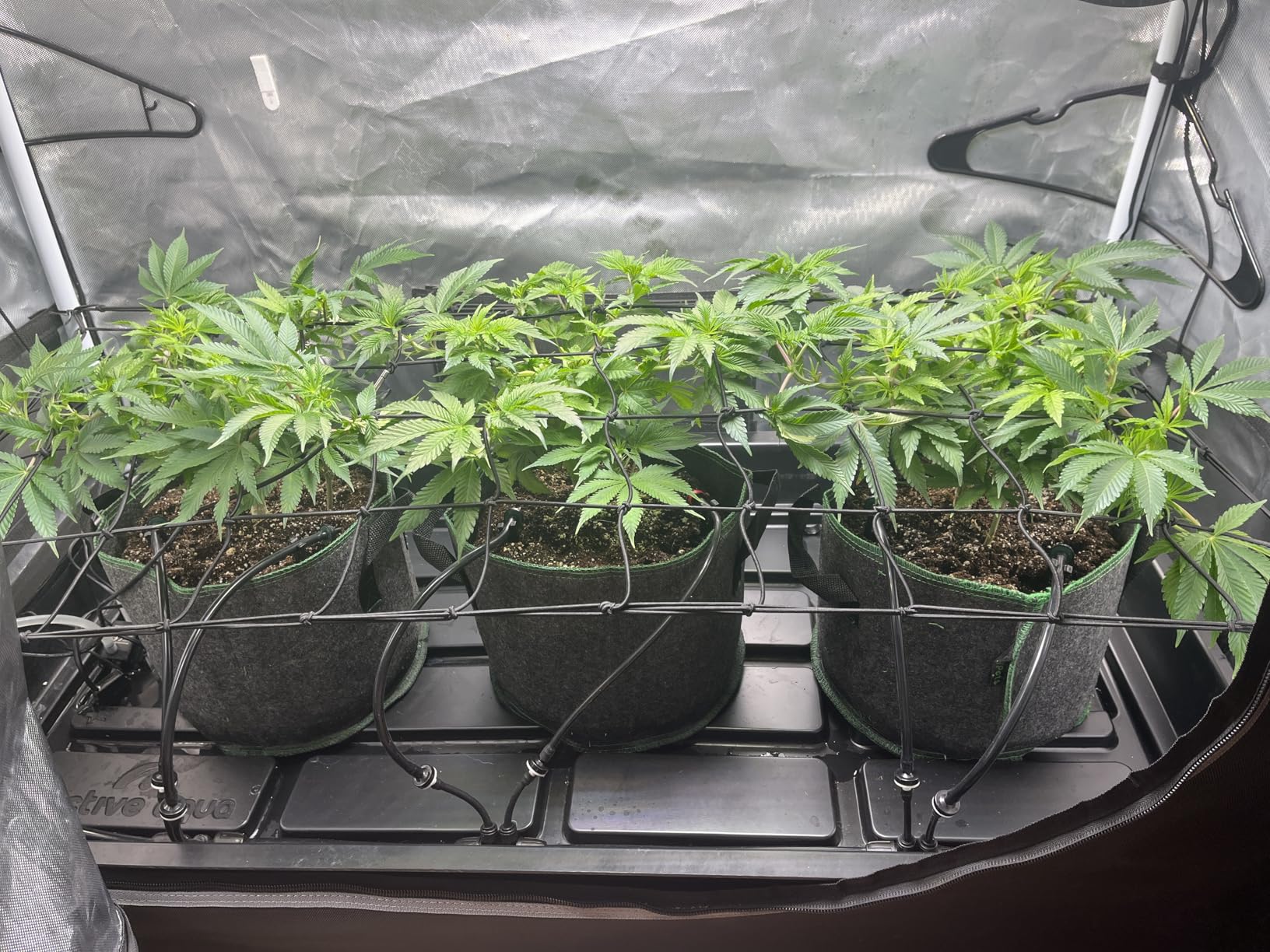 Active AQUA 2.0 Low Rise Tray, 2'x4' Seed Starter Tray - Hydroponics Growing System, 4x4 Grow Tent Compatible, Plant Trays, Seed Starting Trays customer photo 1