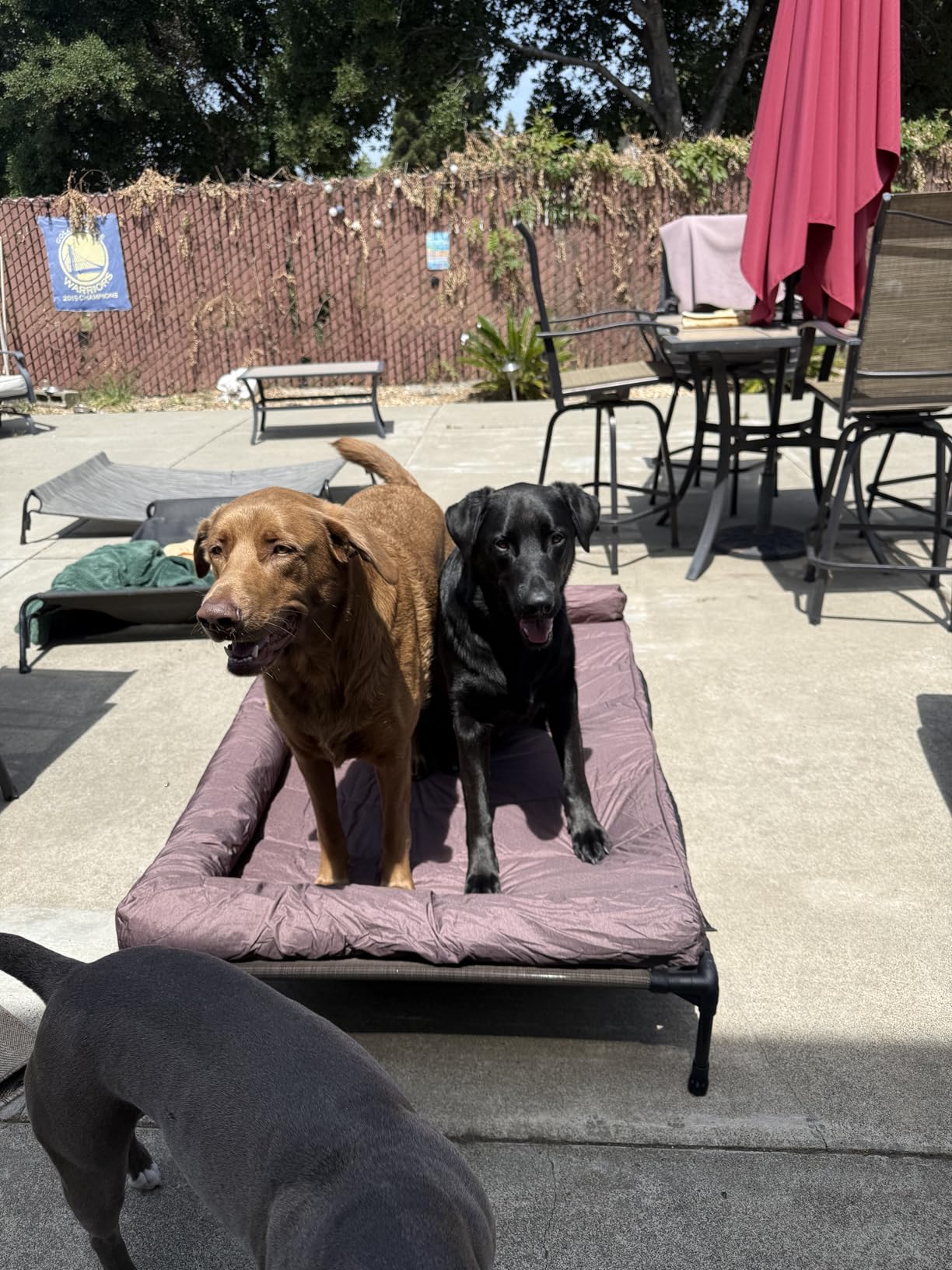 Veehoo Cooling Elevated Dog Bed Add Removable Waterproof Bolster Cushion Mat, Raised Pet Cot with Breathable Teslin Mesh, No-Slip Feet, Dog Sofa Bed for Indoor Outdoor, Medium, Black CWC2331B customer photo 2