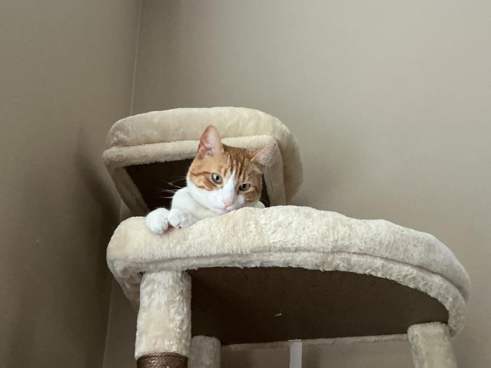 Globlazer Giant Cat Tree, 83 inch Cat Tree for Indoor Cats Large Adult, XXL Cat Tower with 9 Scratching Posts for 20lb+ Heavy Duty Large Adult Cats, F83, Dark Grey customer photo 1