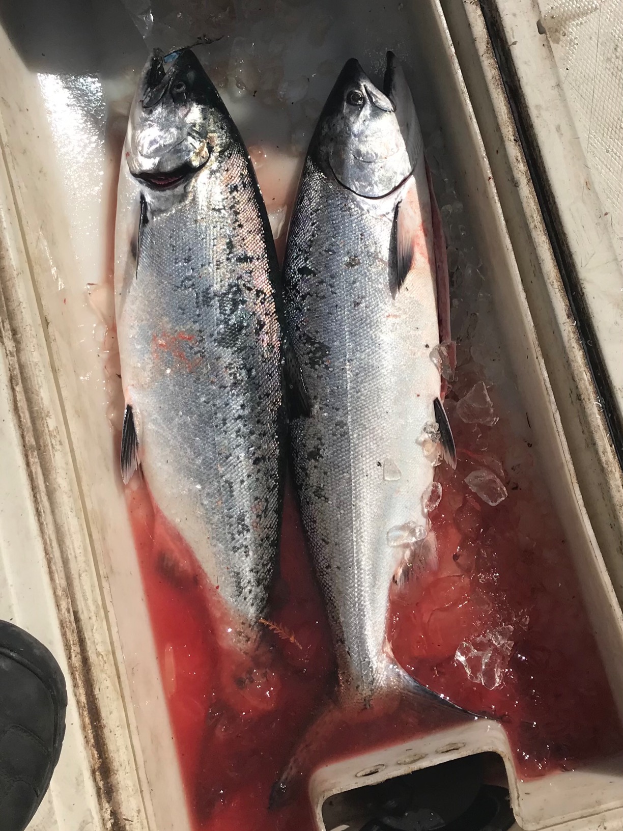Extreme Max 3006.6958 Coated Ball-with-Fin Downrigger Weight - 12 lbs. with Gold Flash customer photo 1