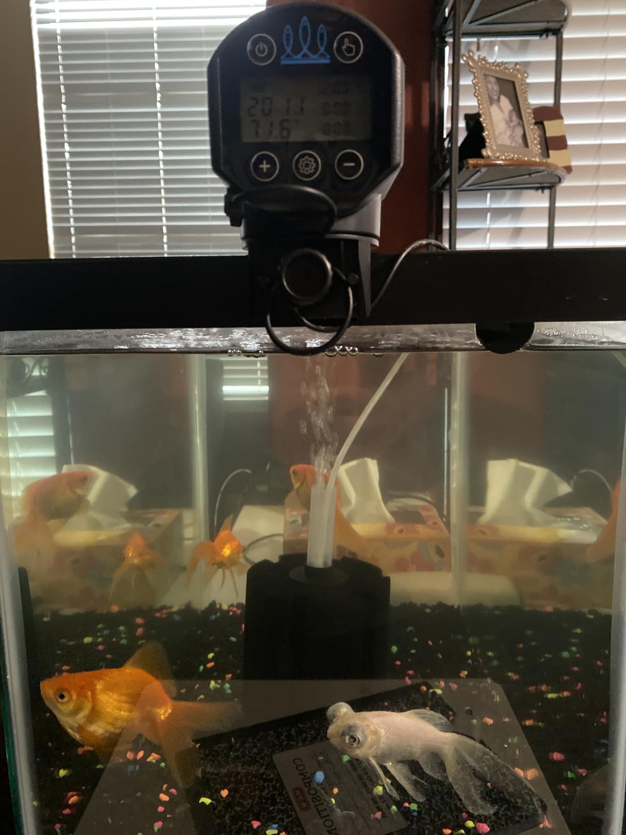 FISHNOSH Automatic Fish Feeder for Aquarium with Digital Thermometer - 2026 Auto Fish Food Dispenser Programmable, Vacation Feeder for Fish, Adjustable Portions, Auto Fish Feeder for Small & Big Tanks customer photo 2