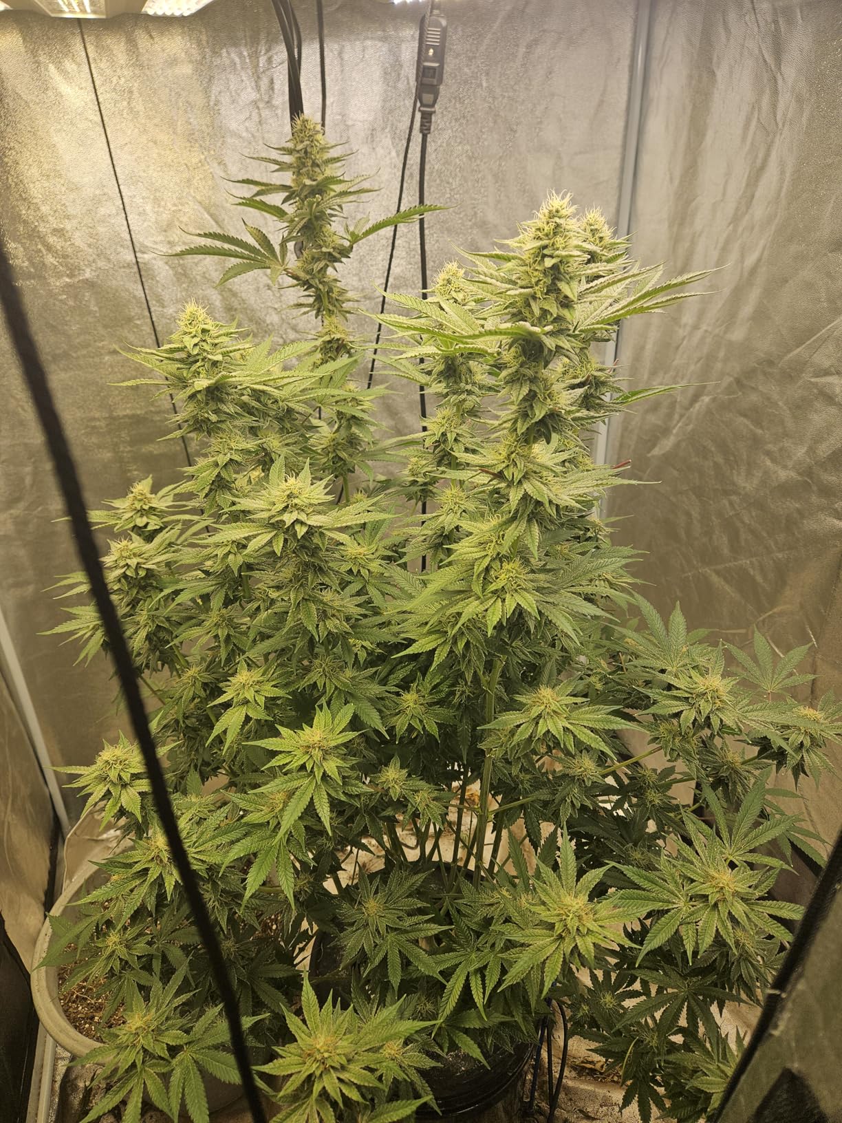 VEVOR DWC Hydroponics Grow System, Hydroponic Growing System with Top Drip Kit, 5-Gallon Deep Water Culture with Air Pump, Air Stone and Water Level Device for Leafy Vegetables (1 Bucket + Top Drip Kit) customer photo 2