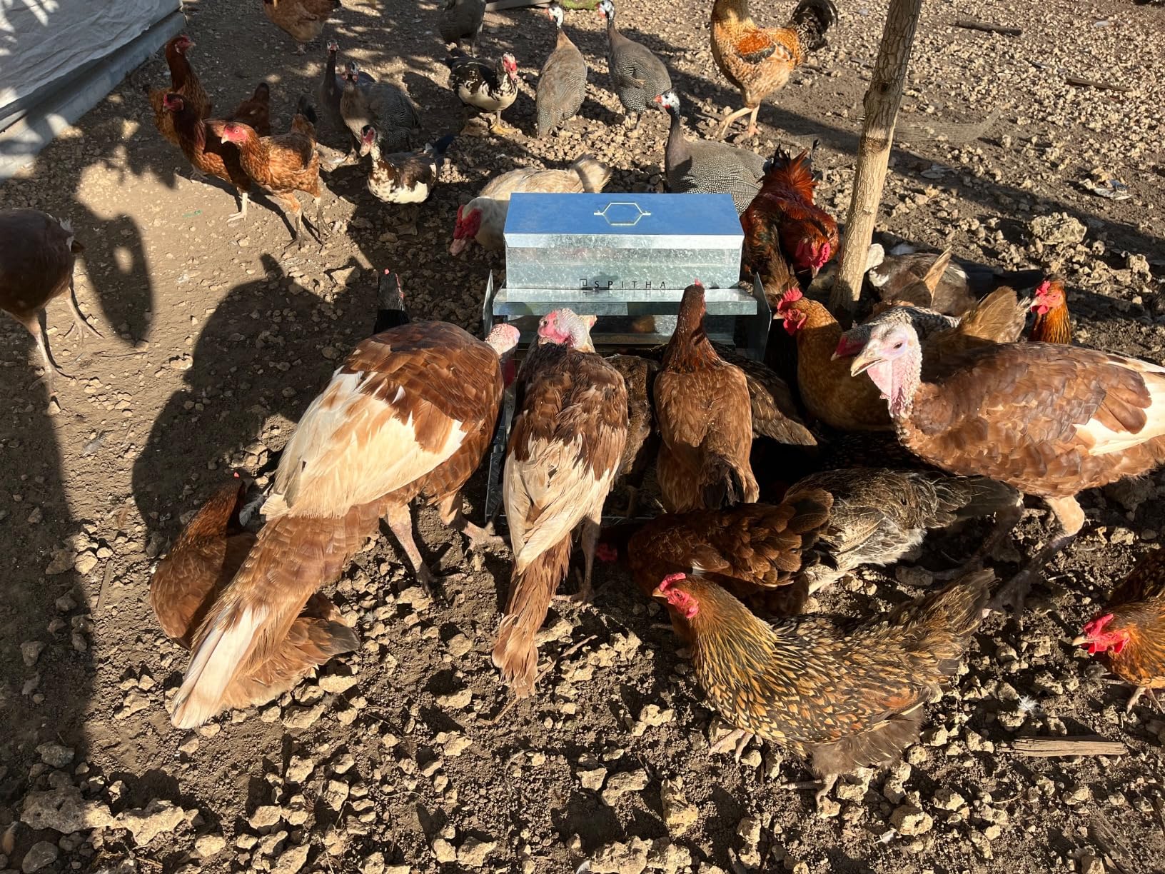 Automatic Chicken Feeder-Chicken Coop Accessories 40 lbs Treadle Chicken Feeders No Waste Steel Poultry Feeder Rodent Proof Weatherproof Comederos para Gallinas Supports 8-13 Chickens 12 Day customer photo 1