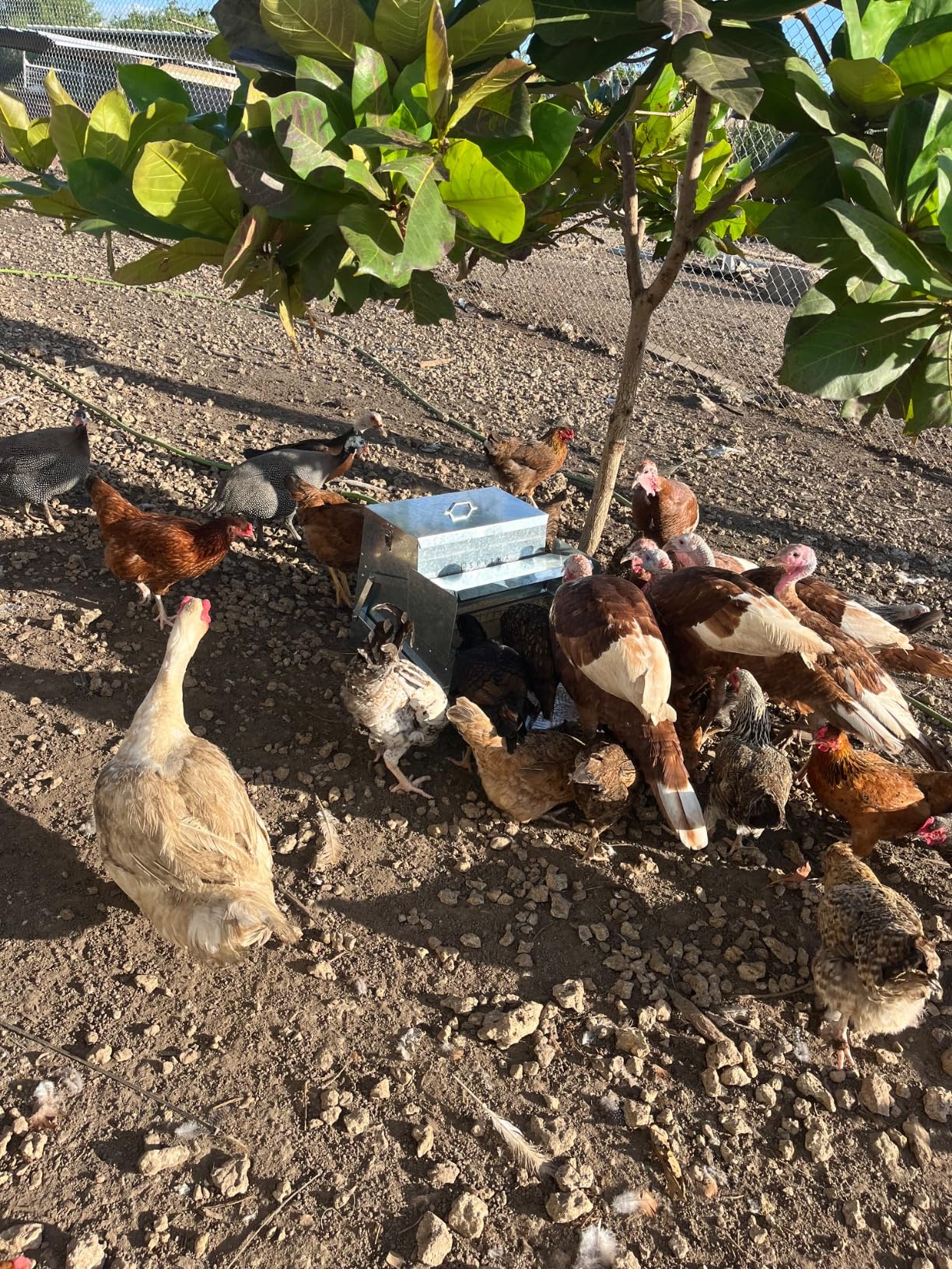 Automatic Chicken Feeder-Chicken Coop Accessories 40 lbs Treadle Chicken Feeders No Waste Steel Poultry Feeder Rodent Proof Weatherproof Comederos para Gallinas Supports 8-13 Chickens 12 Day customer photo 2