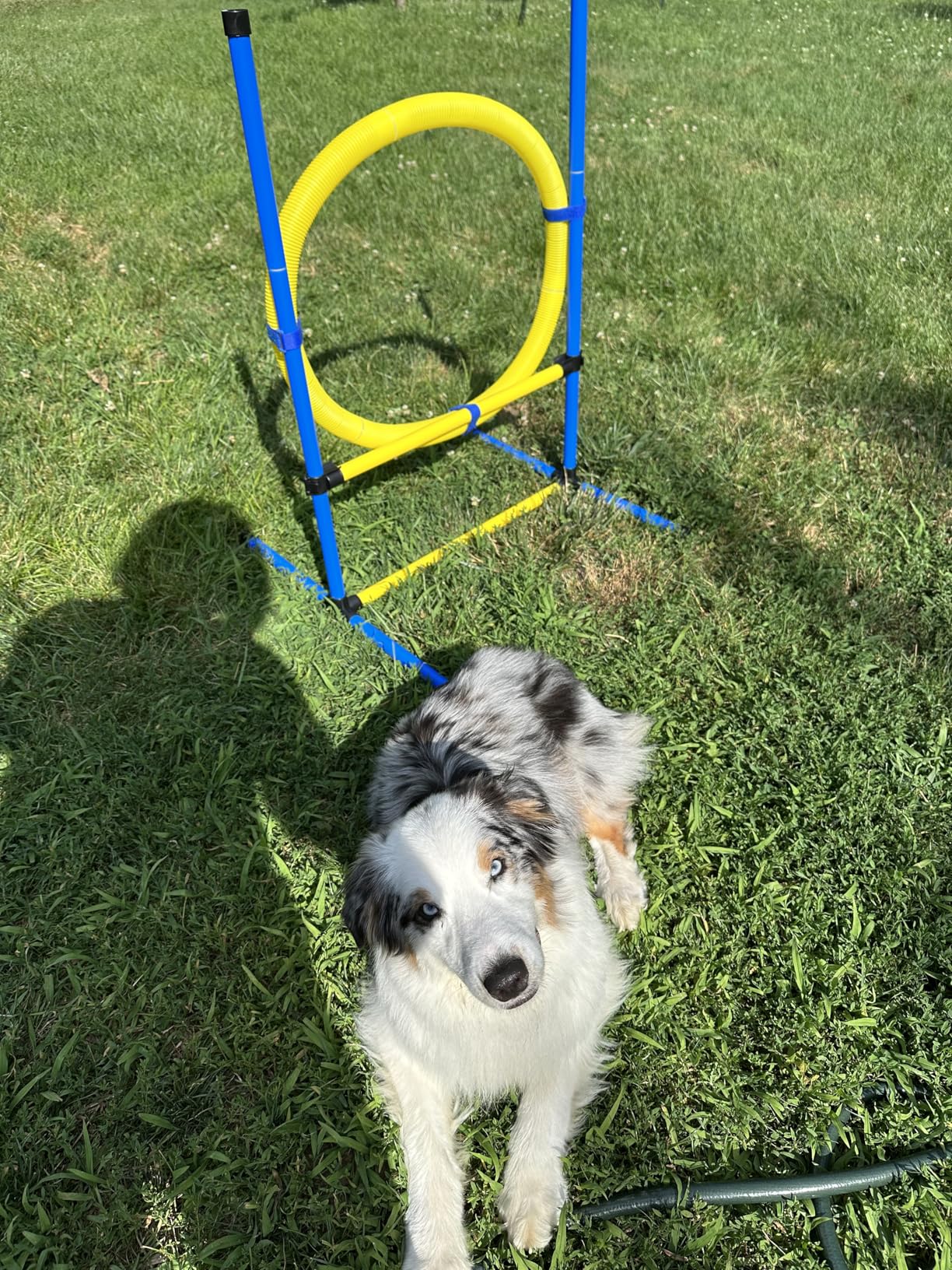 Dog Agility Course Backyard Set, Dog Agility Equipment, Dog Obstacle Course Backyard With 2-Set Agility Hurdle, Jump Ring, 8 Weave Poles, Tunnel, Pause Box, Toy Balls And 2 Portable Carrying Bags customer photo 2