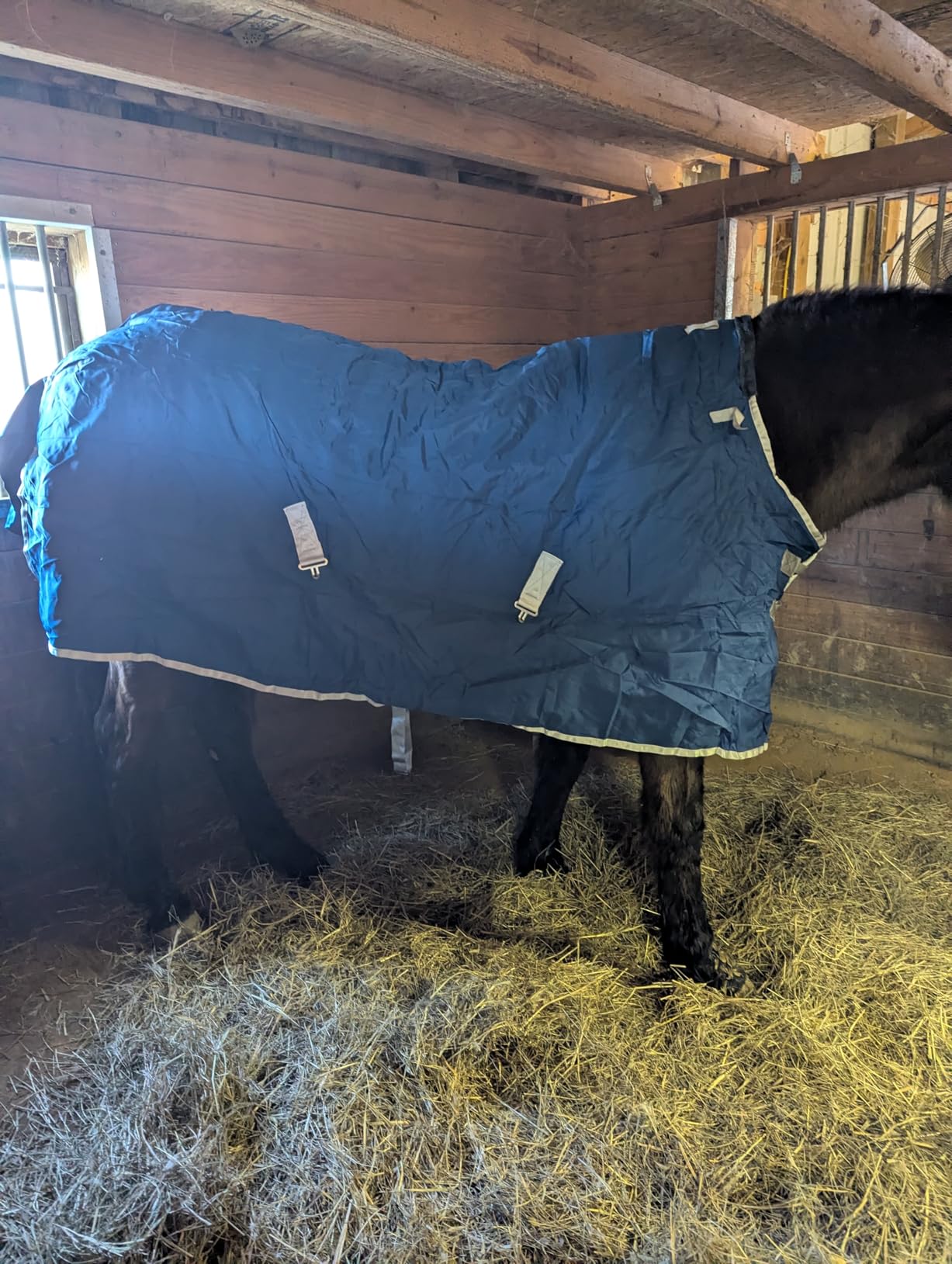 Surcingle Turnout Blankets for Horse, 1680D Winter Horse Blanket, 300g / 14oz Warm Filling Liner, Medium Weight Waterproof, Red Horse Blanket for Real Horses, Warm US 81 in (EU 155 cm) customer photo 1