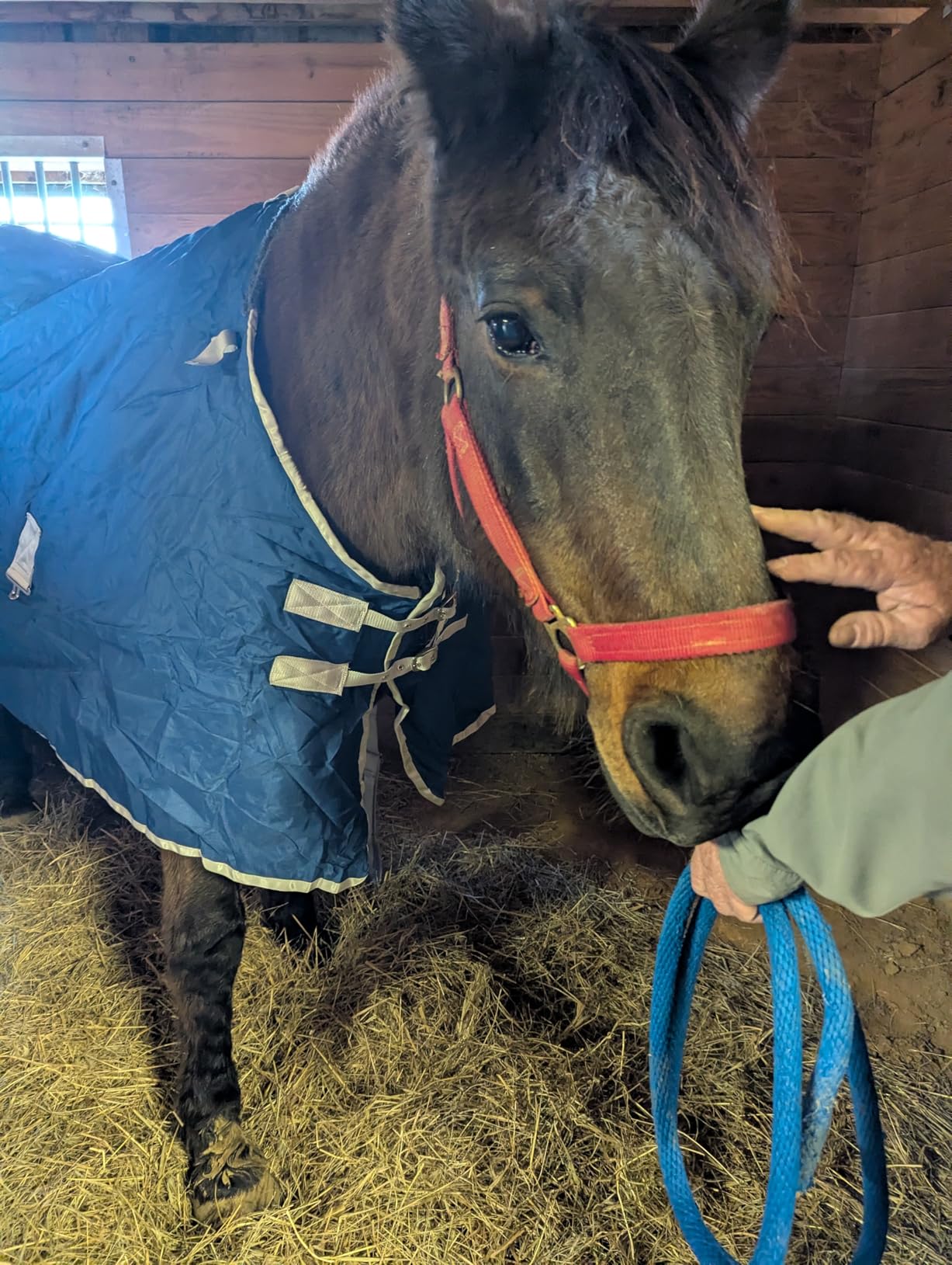 Surcingle Turnout Blankets for Horse, 1680D Winter Horse Blanket, 300g / 14oz Warm Filling Liner, Medium Weight Waterproof, Red Horse Blanket for Real Horses, Warm US 81 in (EU 155 cm) customer photo 2