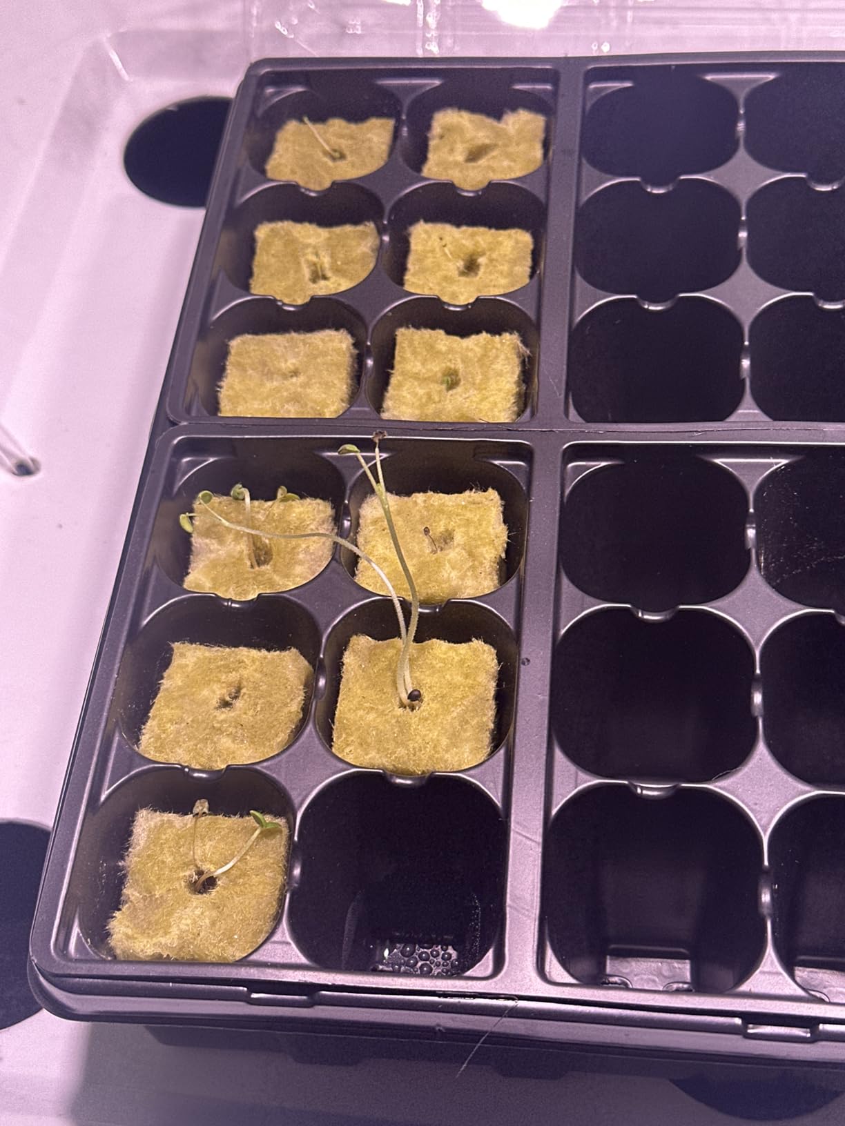 Halatool 144PCS 1.2-Inch Rockwool Cubes with 120PCS 2-Inch Net Cups for Hydroponics Great Hydroponic Kit for Cuttings Clone Plant Propagation Seed Starting & Soilless Cultivation customer photo 2