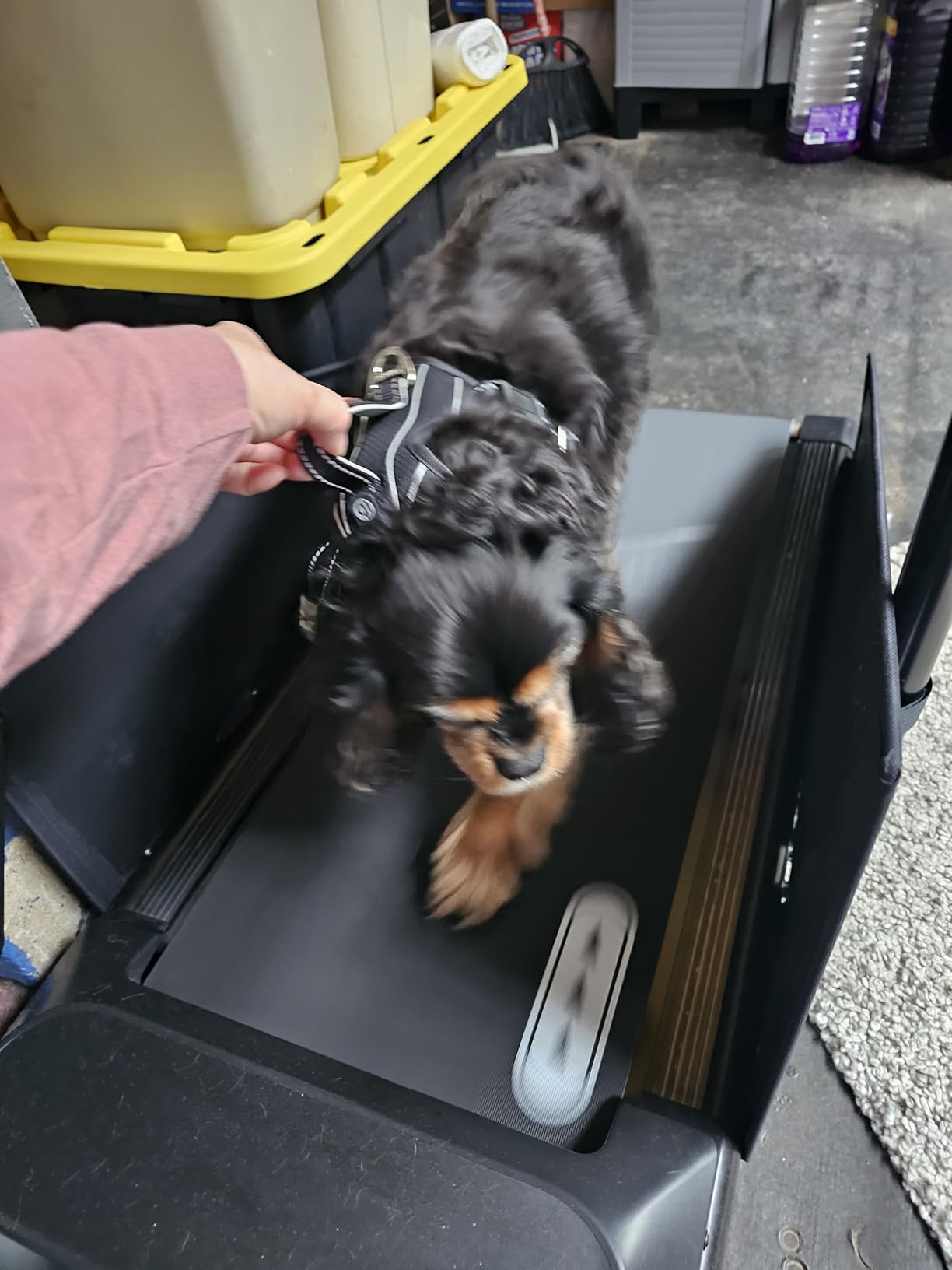 CIIHI Dog Treadmill for Medium Small Dogs - 265lbs Weight Capacity Pet Running Machine with 360° Rotatable Display - 2 in 1 Treadmill for Pet Fitness with Move Wheels and Remote Control customer photo 1