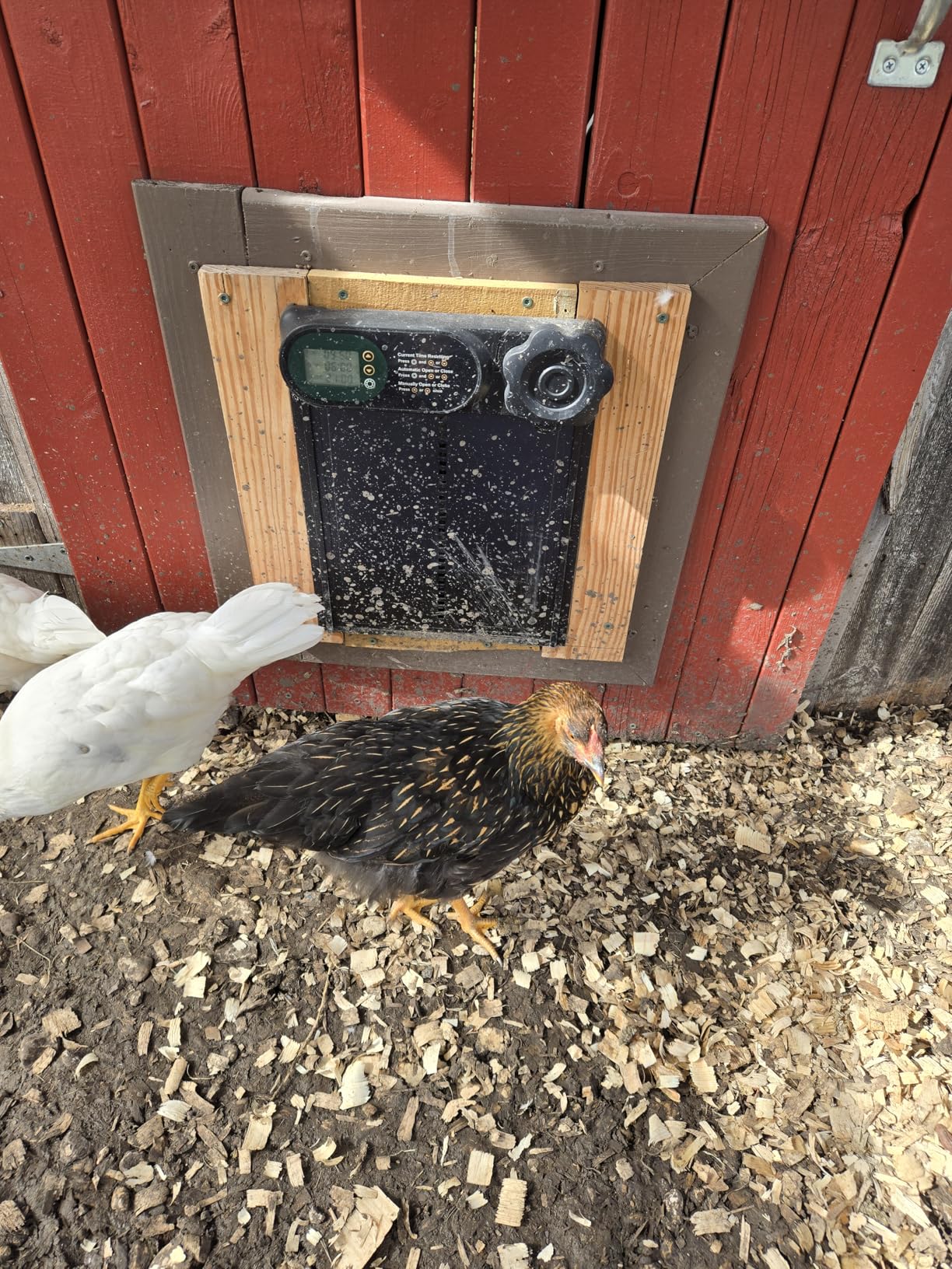 Budsom Automatic Chicken Coop Door Battery Powered LCD customer photo 1