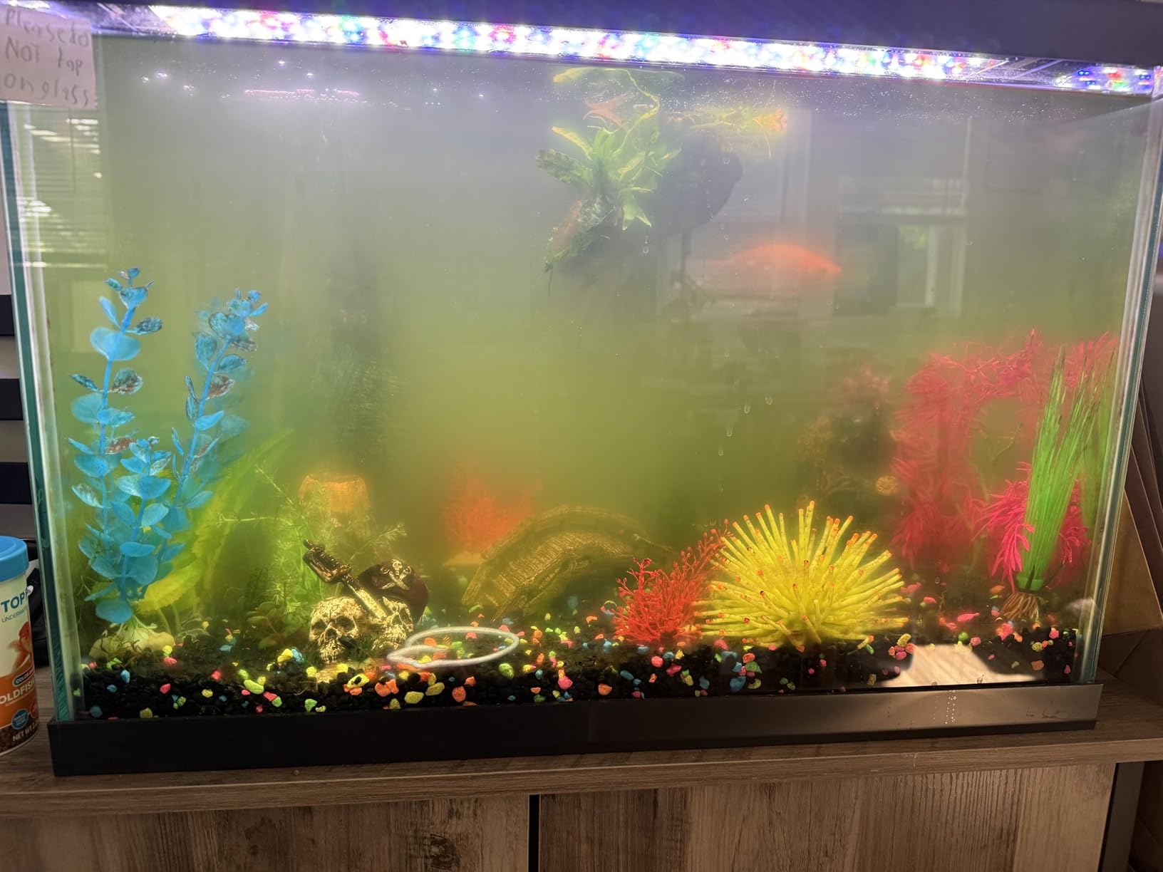 hygger Aquarium U-V Light with Timer, 360 Protective Shield Clean Light for Green Water and Algae Clean, Mini Algae Control Lamp for Freshwater and Saltwater Tank (5W for 13-40 Gallon) customer photo 1