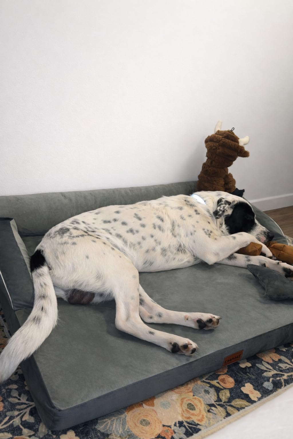 CWAWZ XL Orthopedic Dog Bed, Extra Large Dog Bed, Dual-Sided Pet Cooling Beds with Memory Foam Washable Cover Nonslip Bottom, Waterproof XLarge Pet Couch Beds with Bolsters, Light Grey customer photo 1