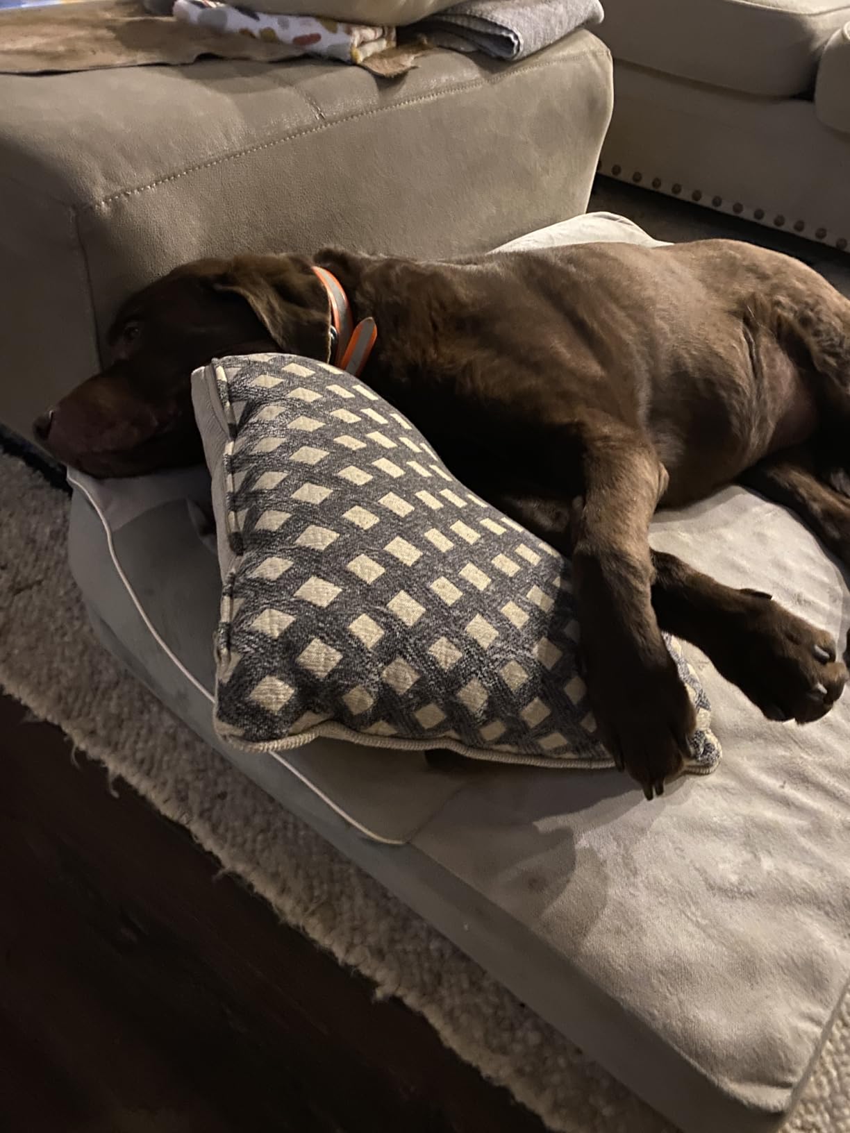 CWAWZ XL Orthopedic Dog Bed, Extra Large Dog Bed, Dual-Sided Pet Cooling Beds with Memory Foam Washable Cover Nonslip Bottom, Waterproof XLarge Pet Couch Beds with Bolsters, Light Grey customer photo 2